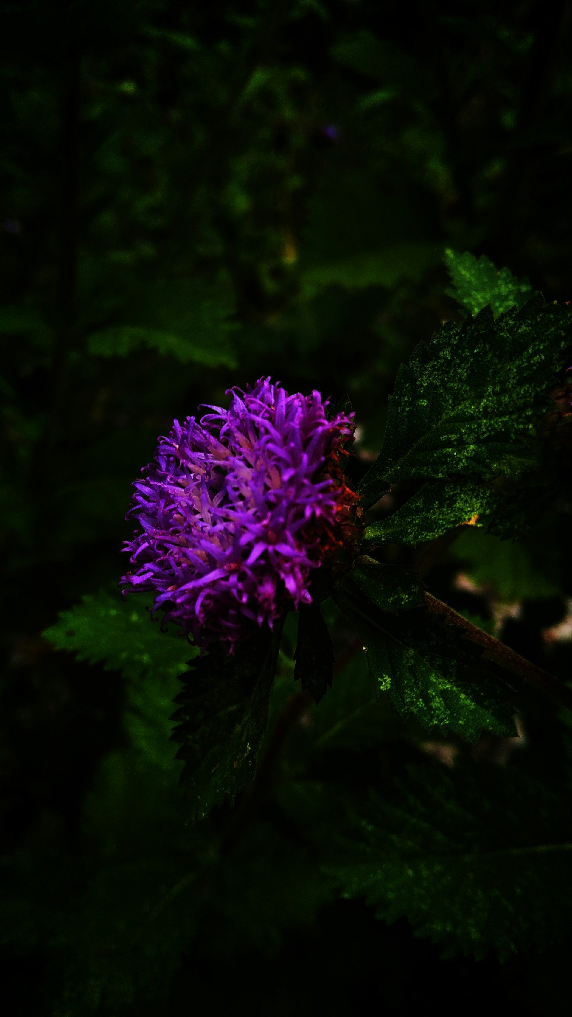 Photo by ca_95