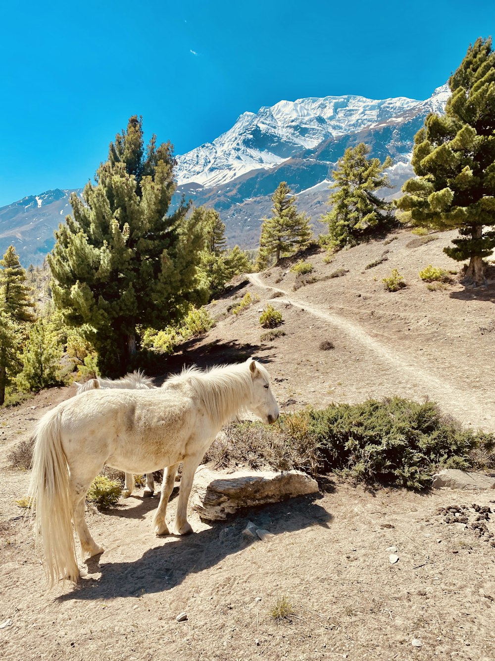 a white horse standing on a rocky hillside with trees and mountains in the background