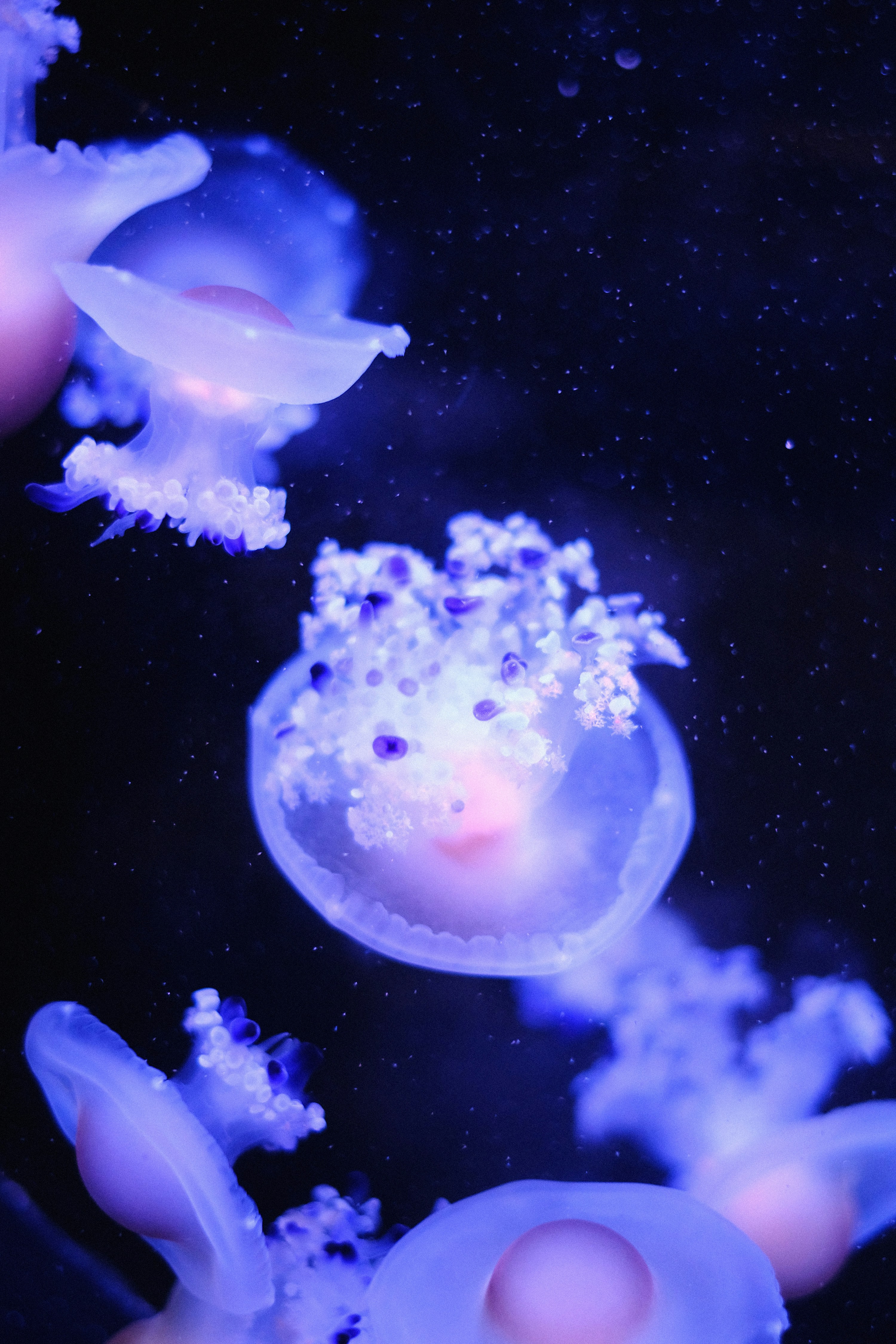 a group of jellyfish