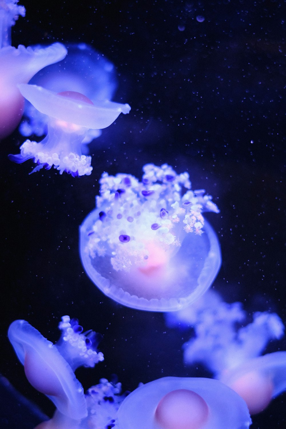 a group of jellyfish