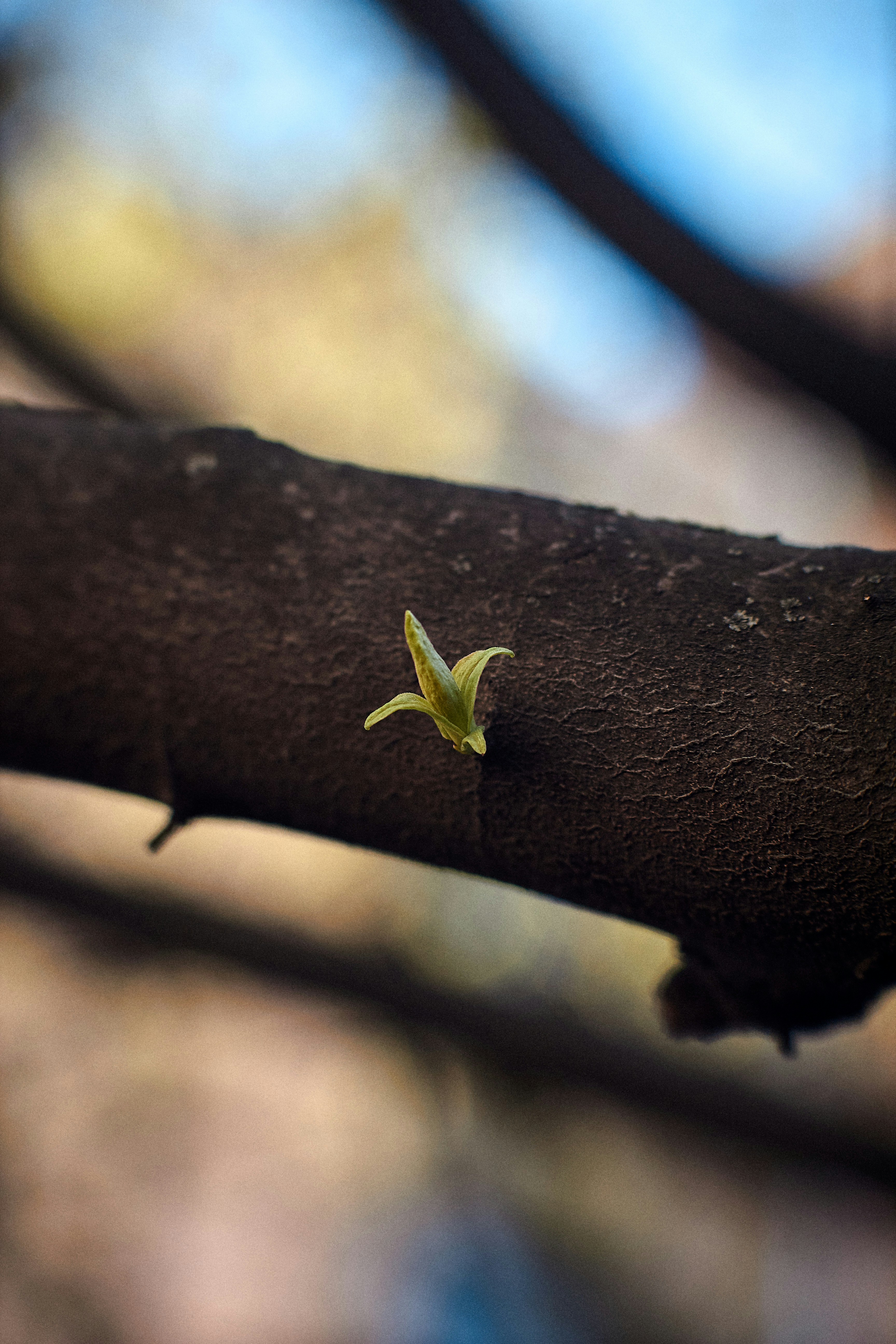 Photo by barsuklis