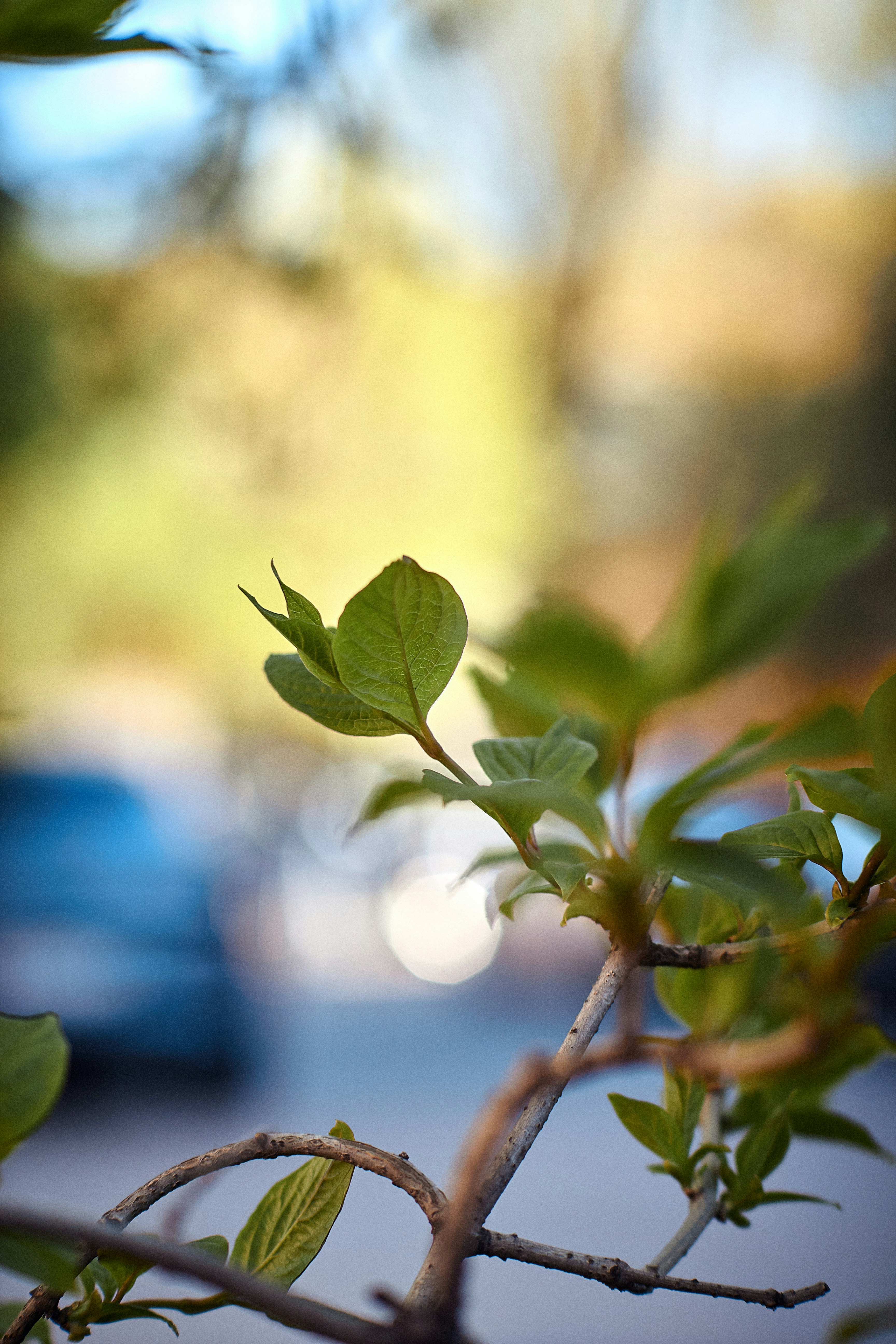 Photo by barsuklis