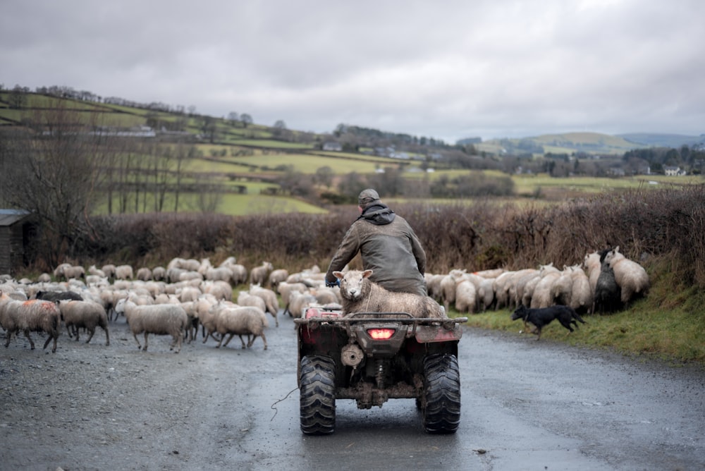 Un homme sur un véhicule à quatre roues avec un troupeau de moutons derrière lui