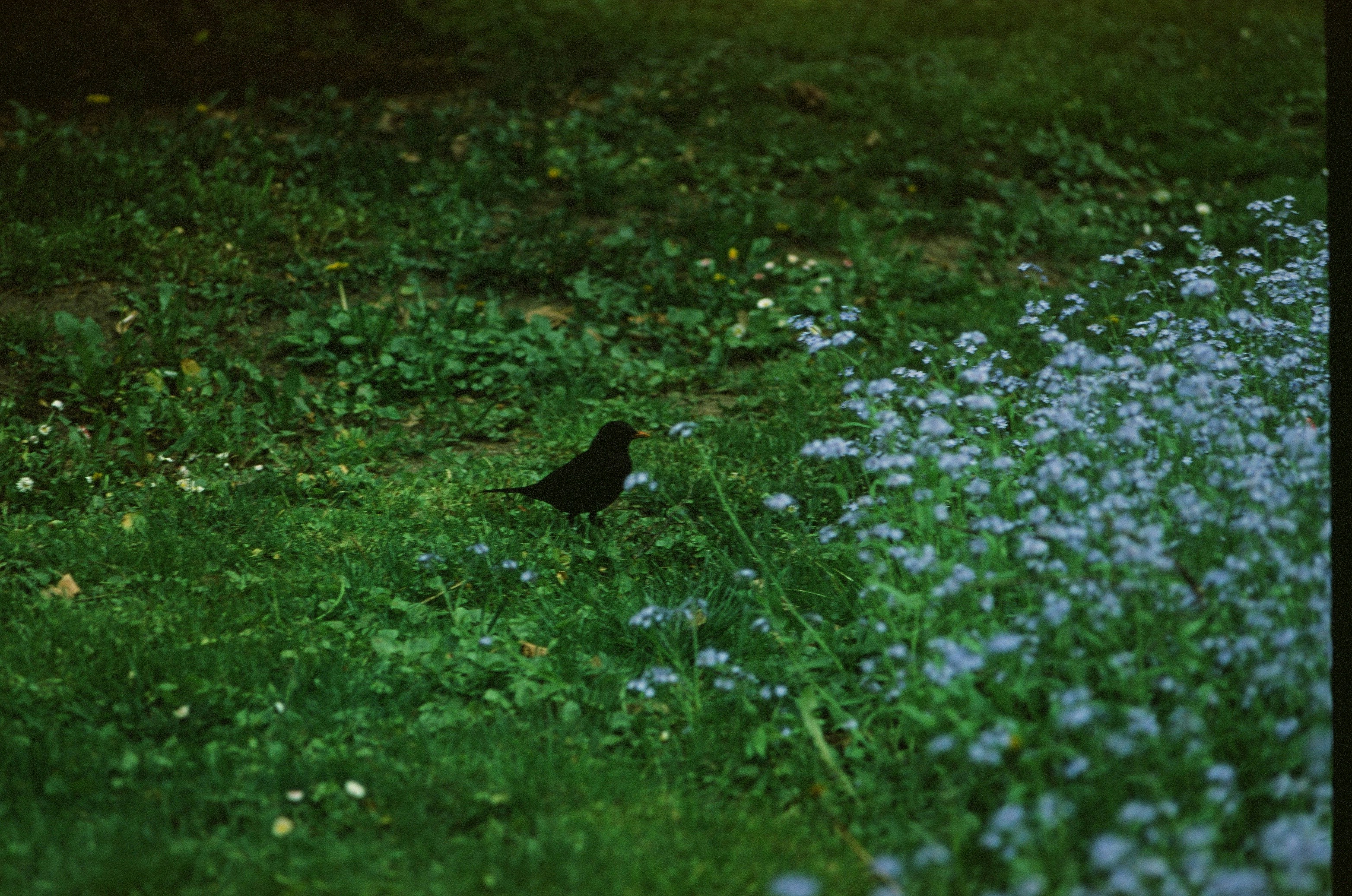 - photo 1652520389935 b7ee1a8bfef5?crop=entropy&cs=srgb&fm=jpg&ixid=M3wzMzM4Nzl8MHwxfHNlYXJjaHwxfHxGRUxERVJWT0dFTHxkZXwwfHx8fDE3MDQ1NzIxMTF8MA&ixlib=rb 4.0