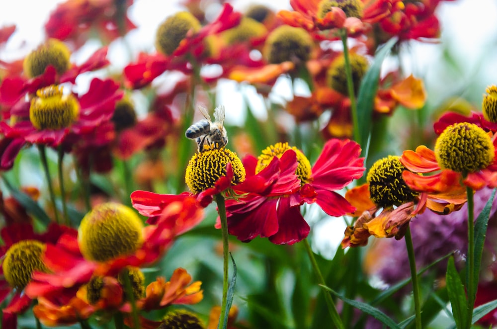 a bee on a flower