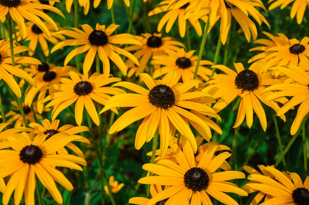 a group of yellow flowers