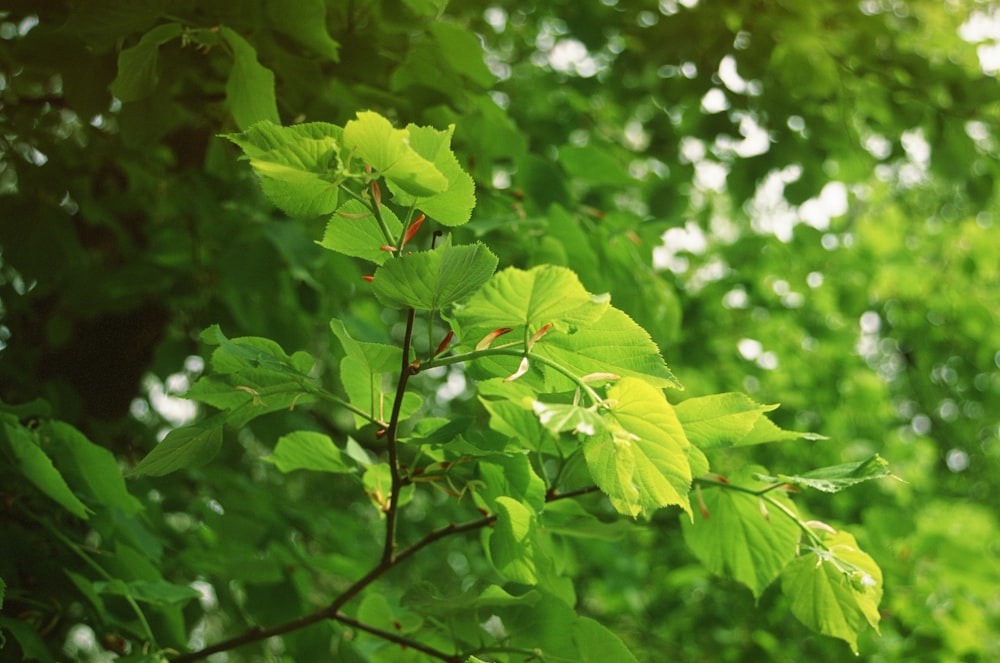 a group of green leaves