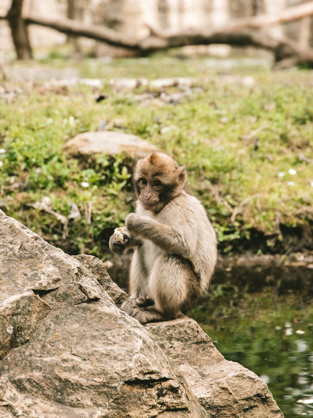 a monkey sitting on a rock