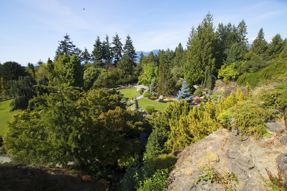 a landscape with trees and bushes