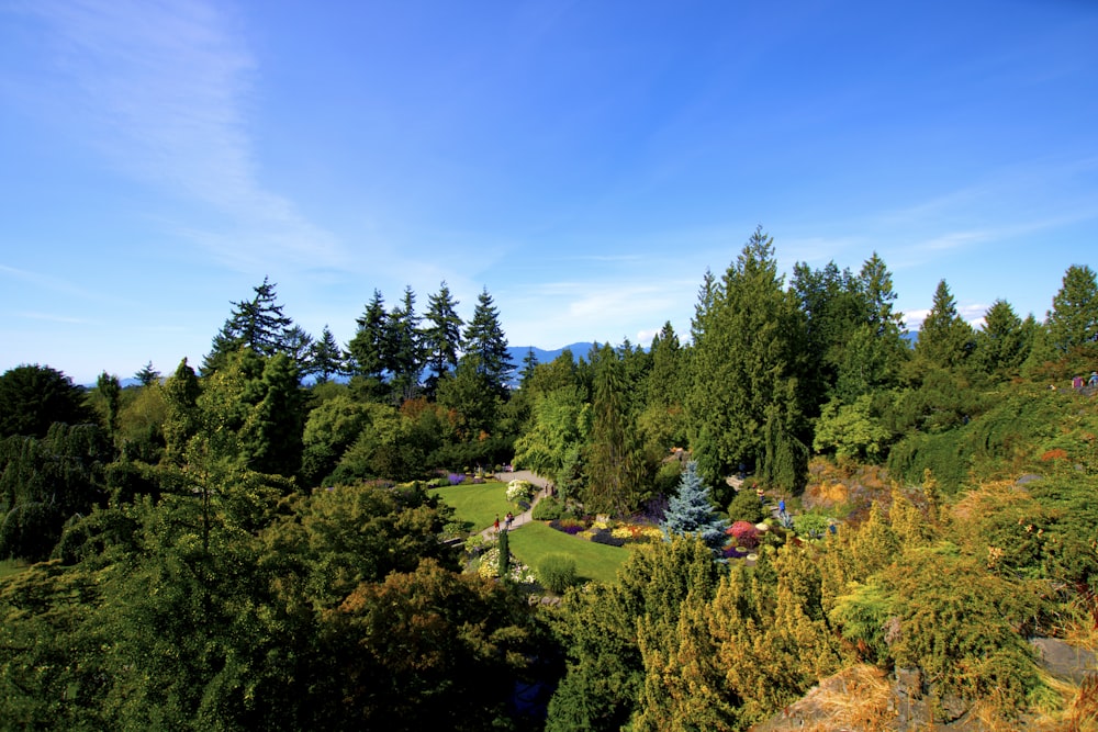 a landscape with trees and bushes