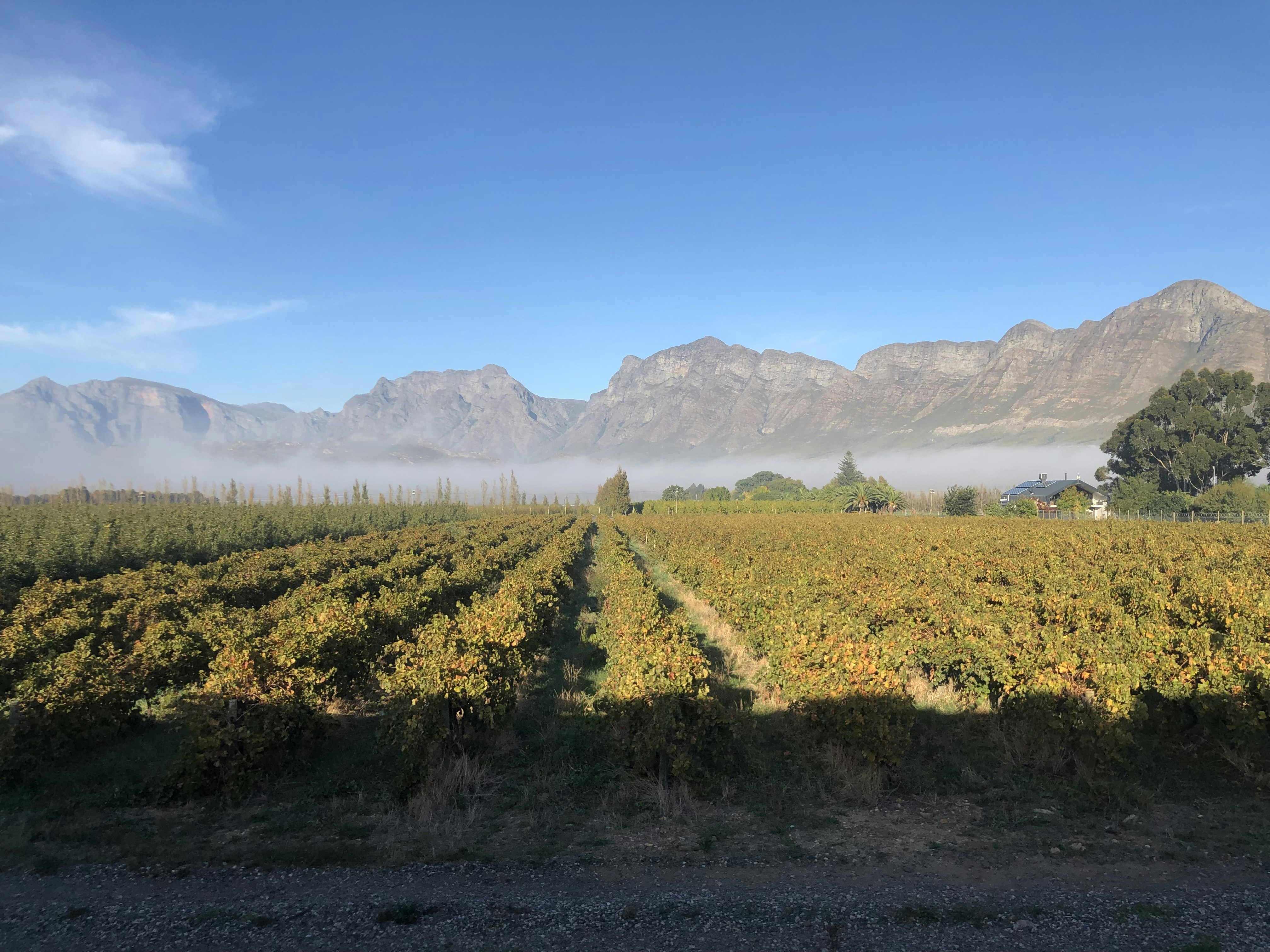 a field of yellow flowers with mountains in the background