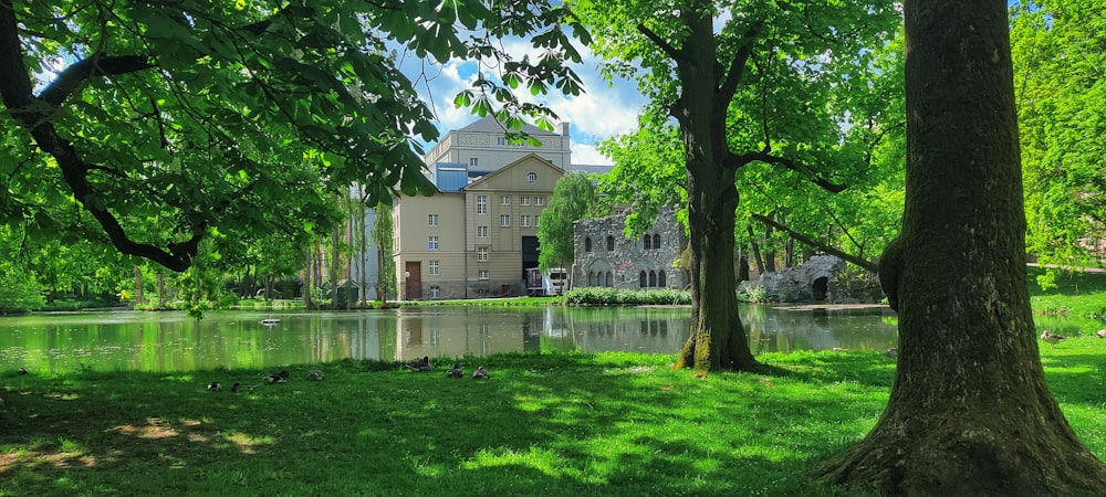 a pond with ducks in it and trees around it