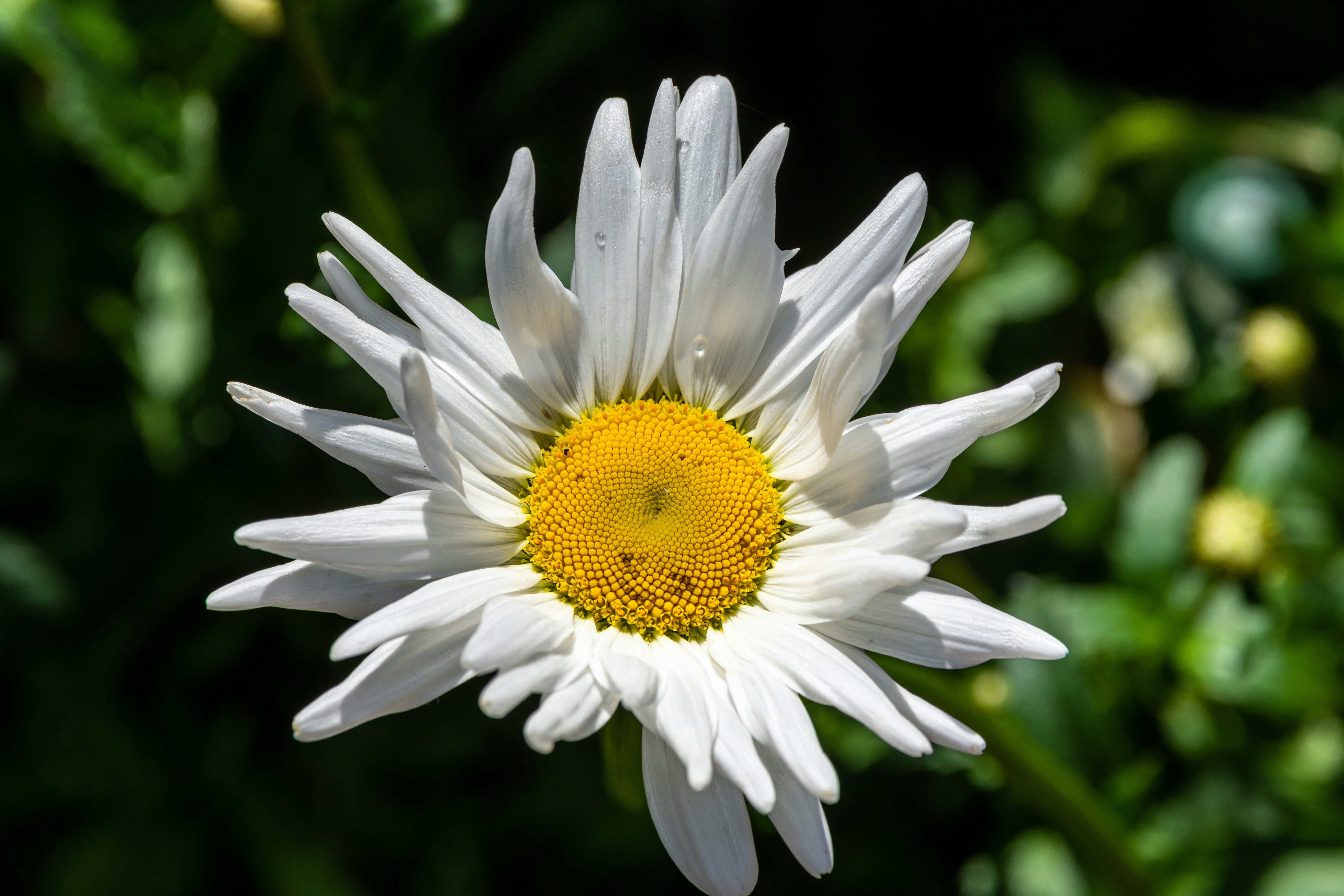 flower heavy with pollen
