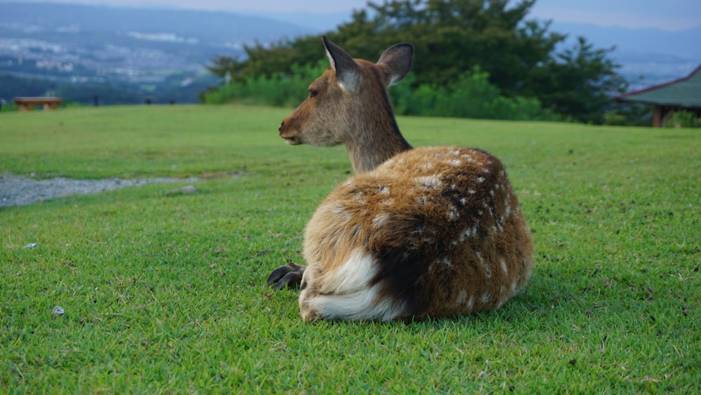 a deer lying in a grassy field