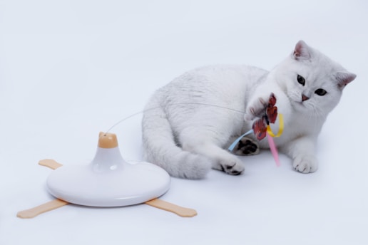 a cat with a toy