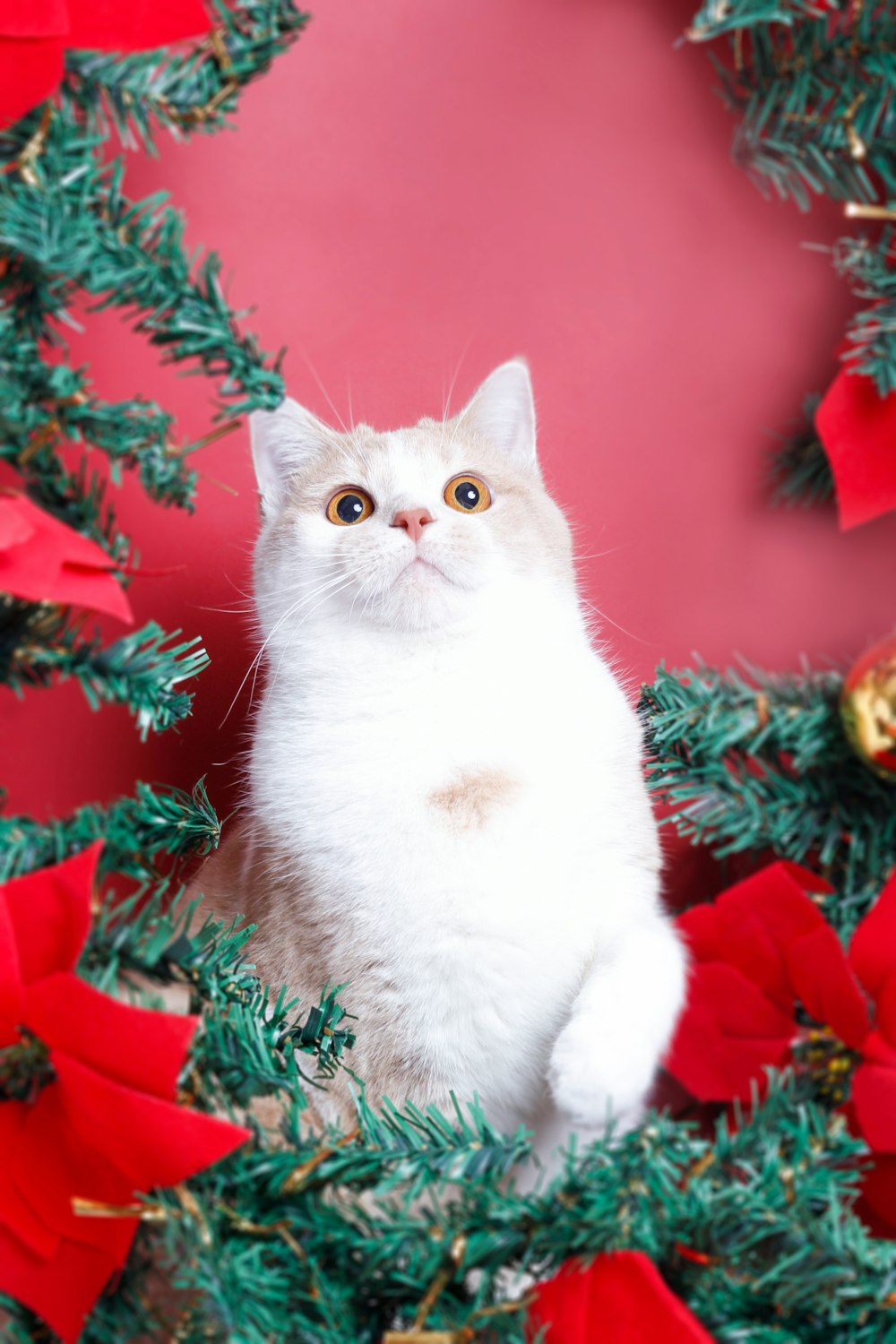 a white cat sitting next to a christmas tree