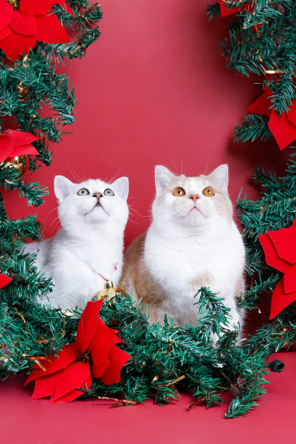 two cats sitting next to a christmas tree