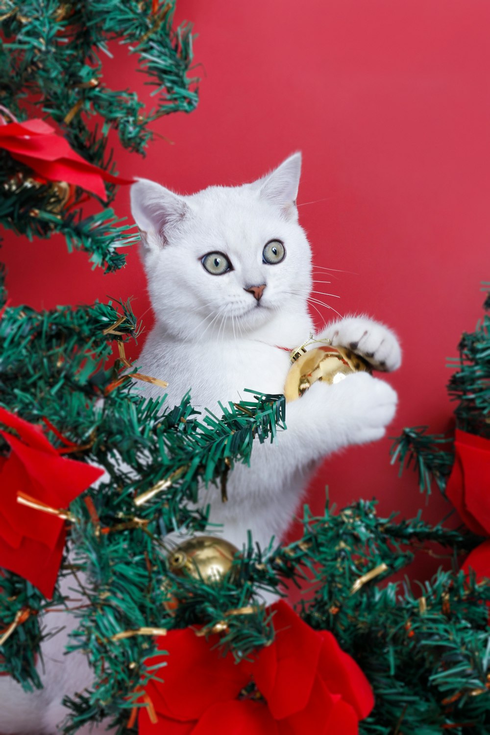 a cat in a christmas tree
