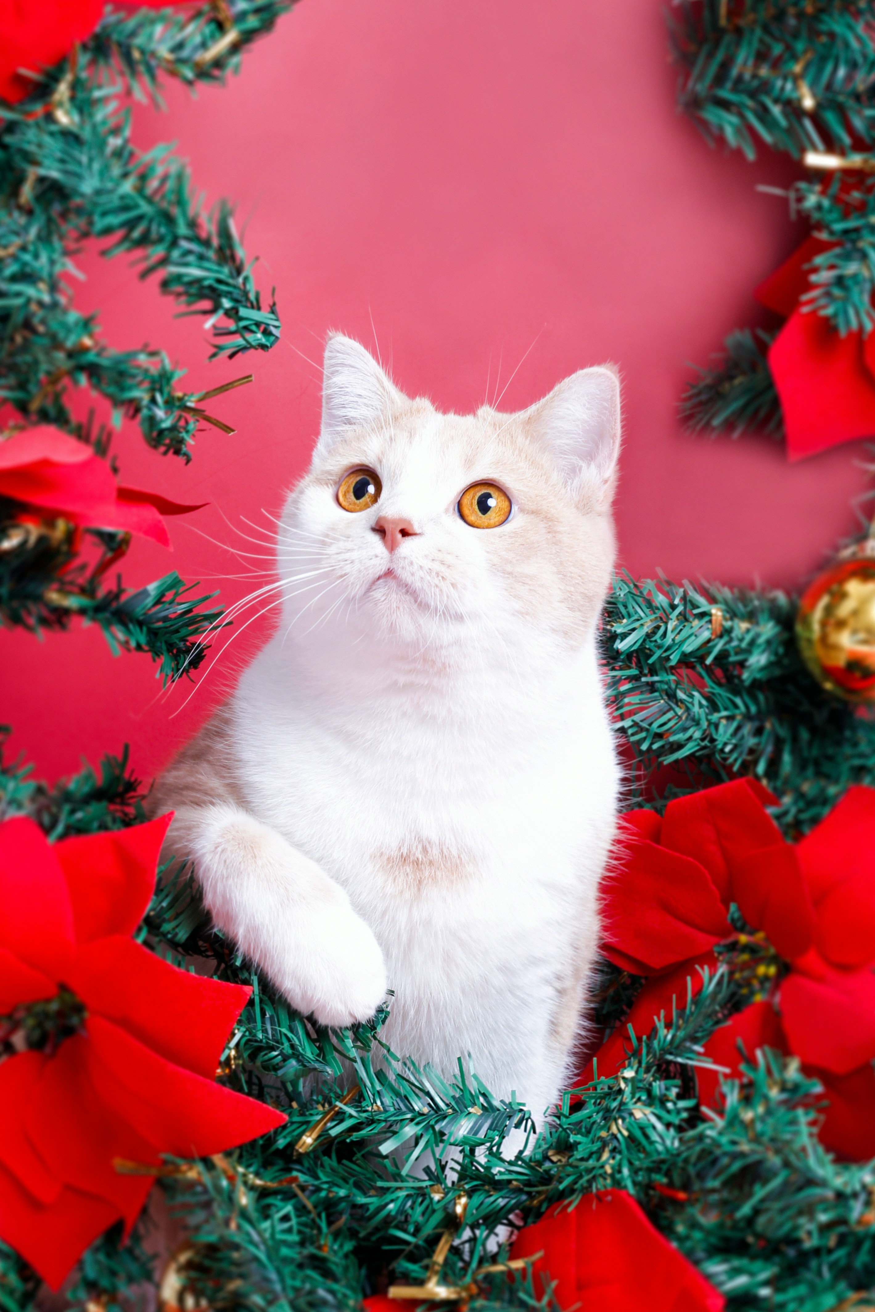 A cat sitting on a christmas tree photo – Free Cat Image on Unsplash