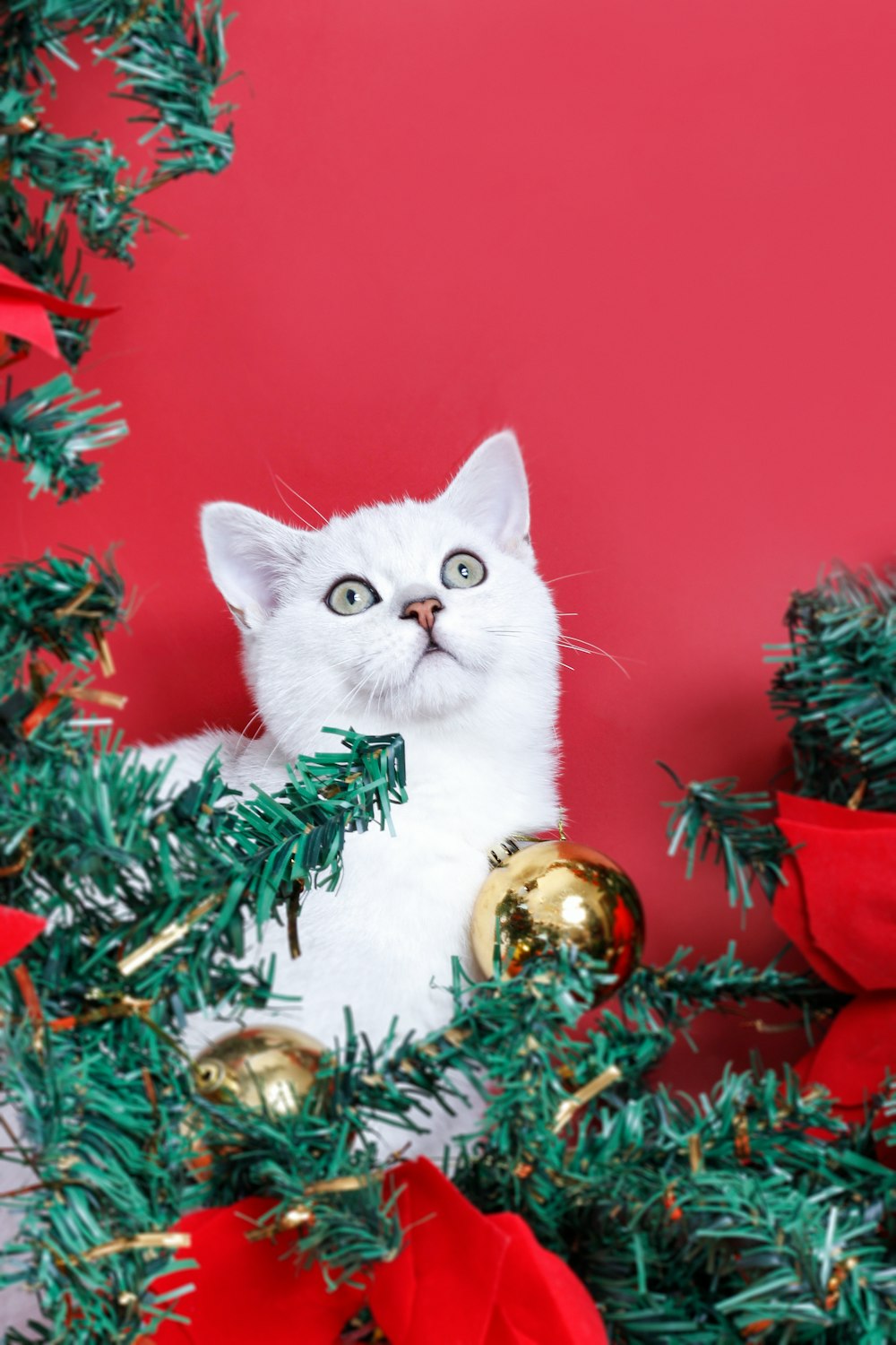 a cat in a christmas tree