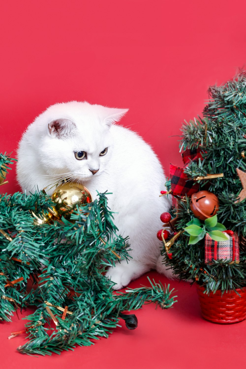 a cat sitting next to a christmas tree