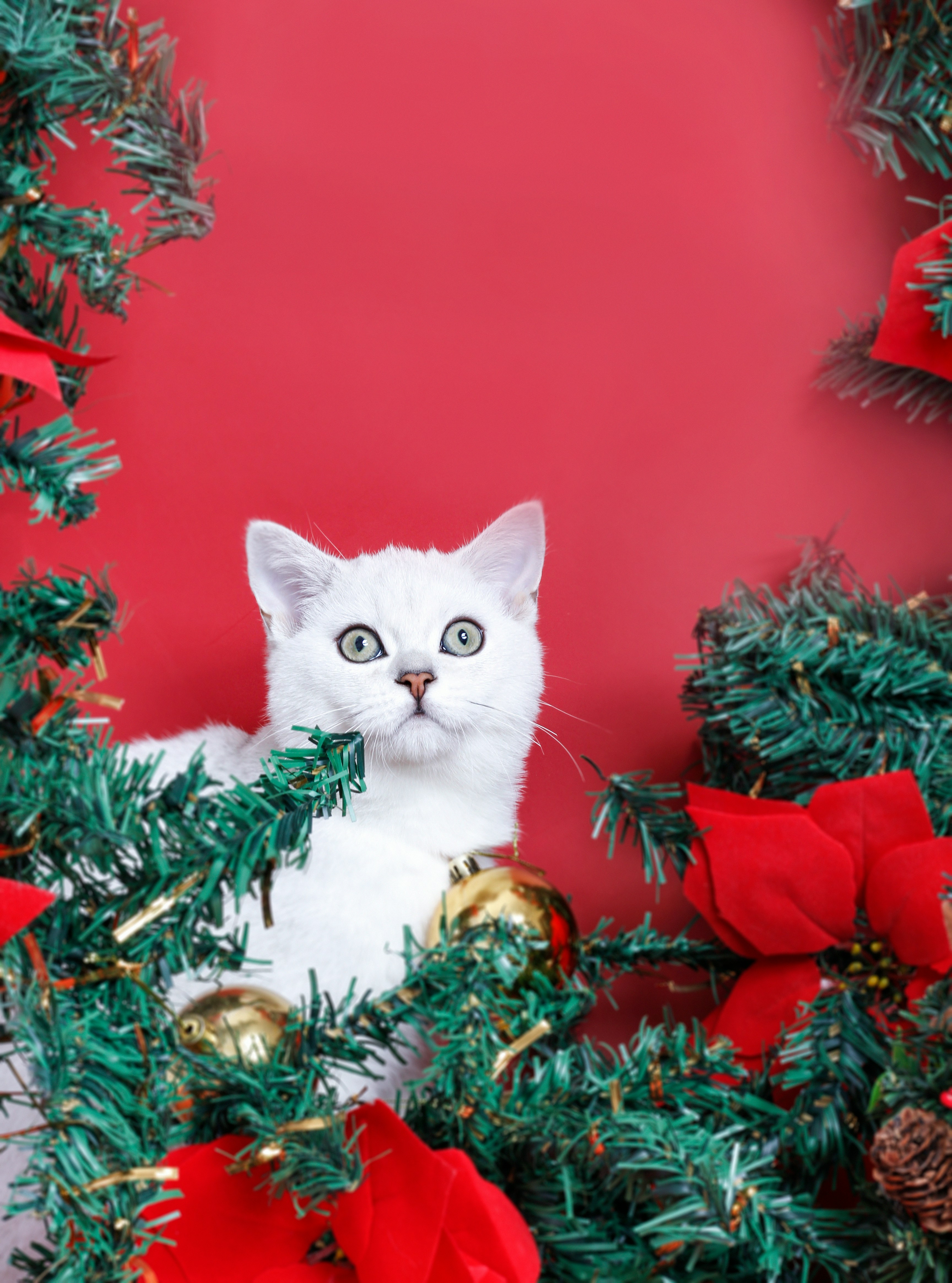 a cat sitting in a christmas tree