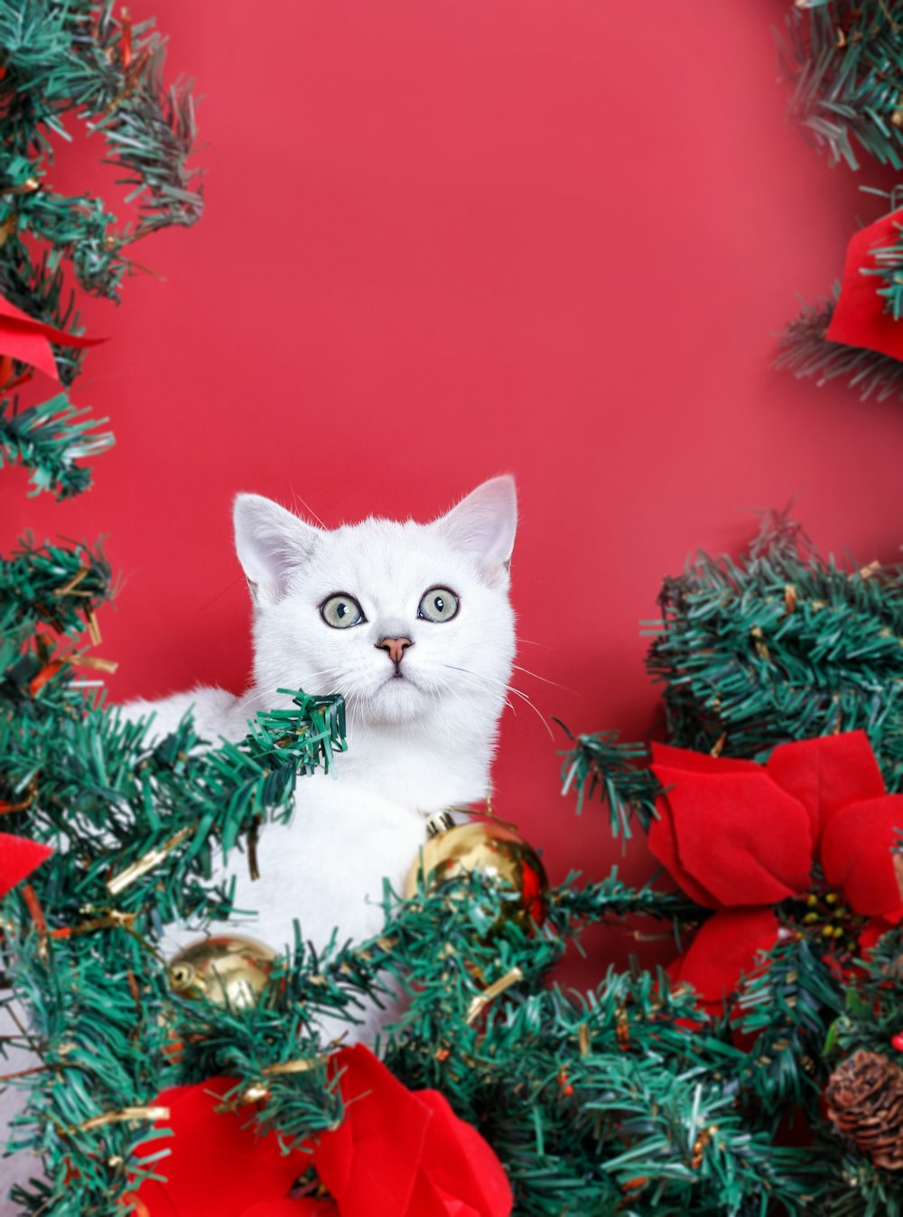 a cat sitting in a christmas tree