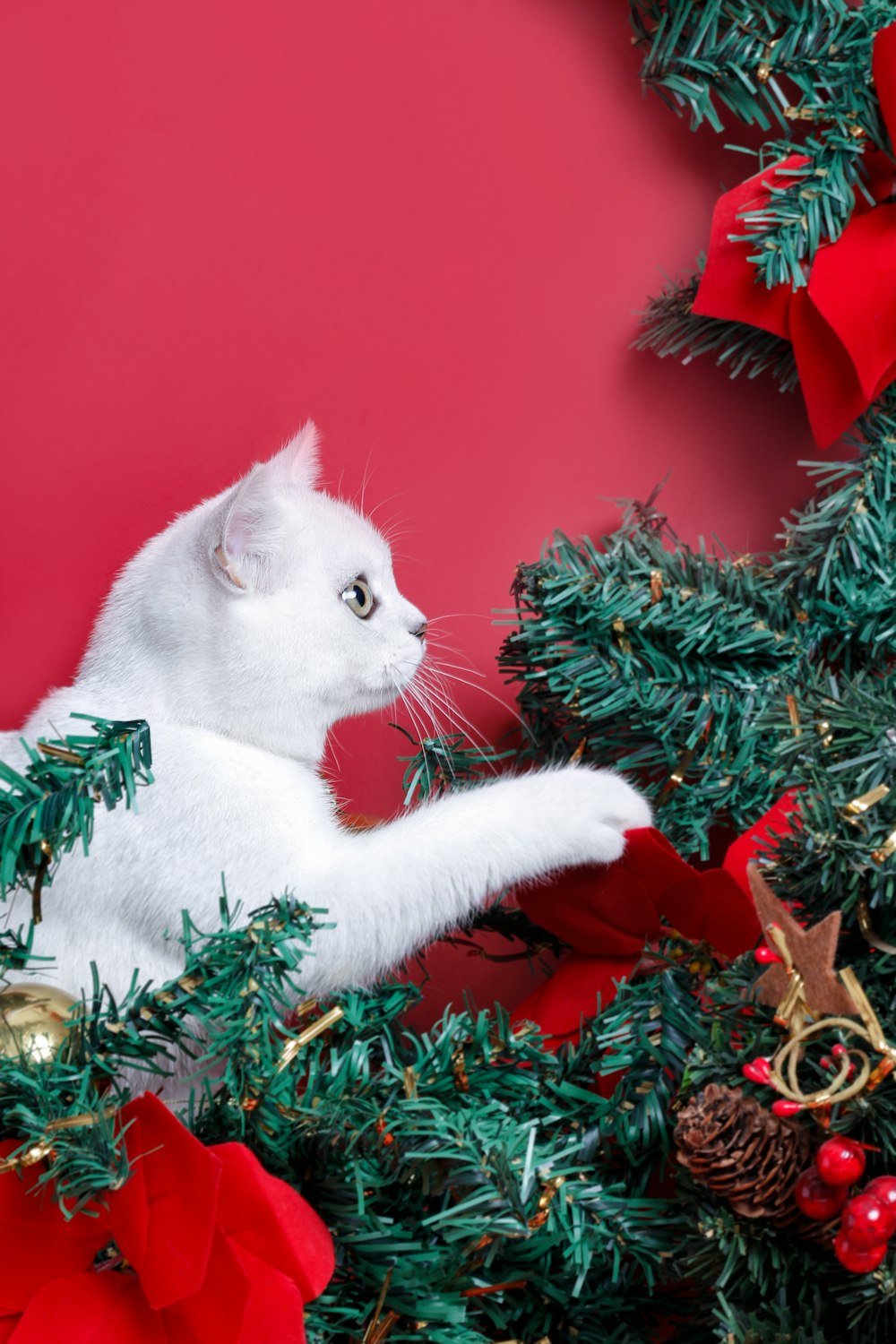 a white cat on a christmas tree