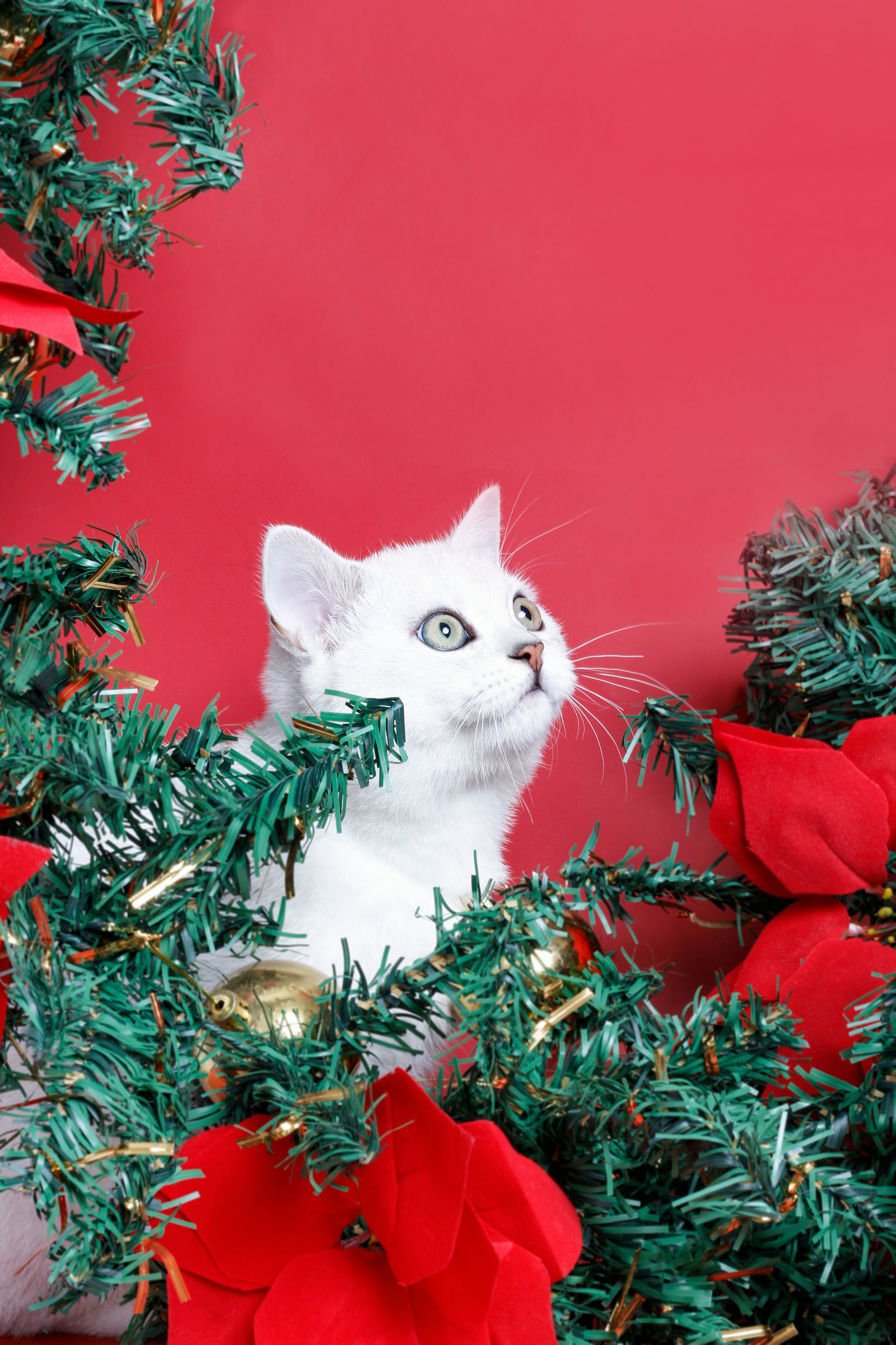 a cat in a christmas tree