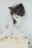 A stylish cat modeling a vibrant, custom-fitted dress indoors.