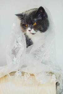 Close-up of a cat dressed in a delicate, custom-fitted pet dress with intricate stitching.