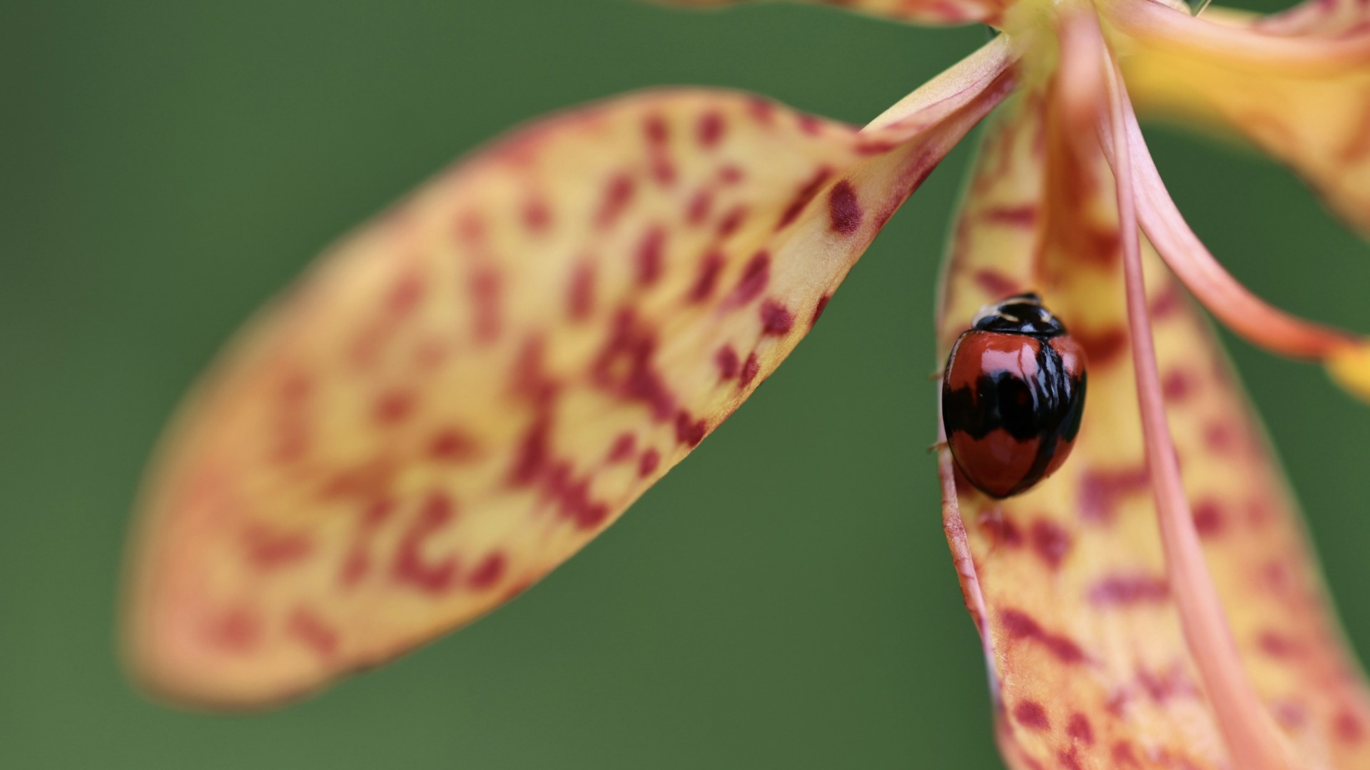 a ladybug on a leaf