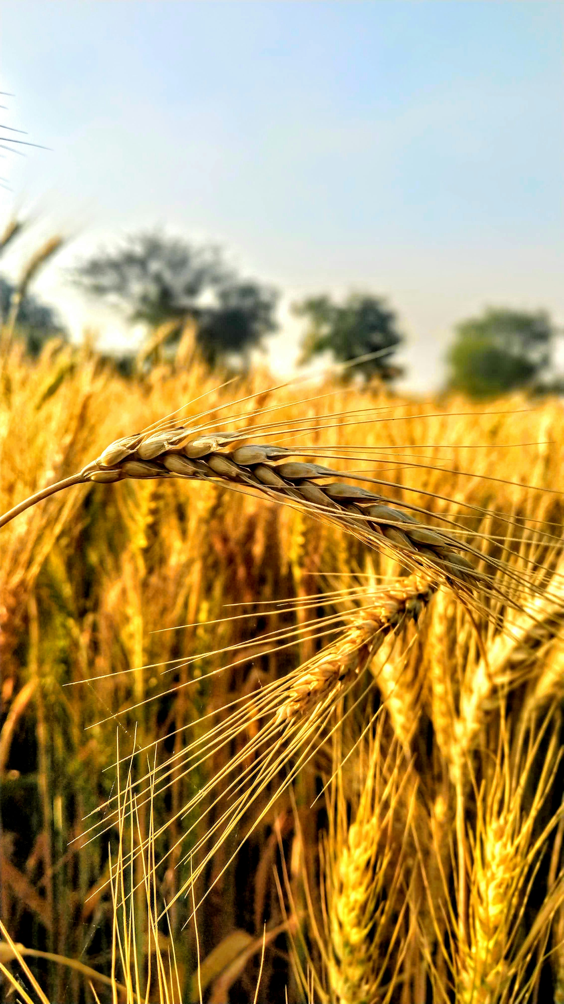 Photo by kunal_thorat