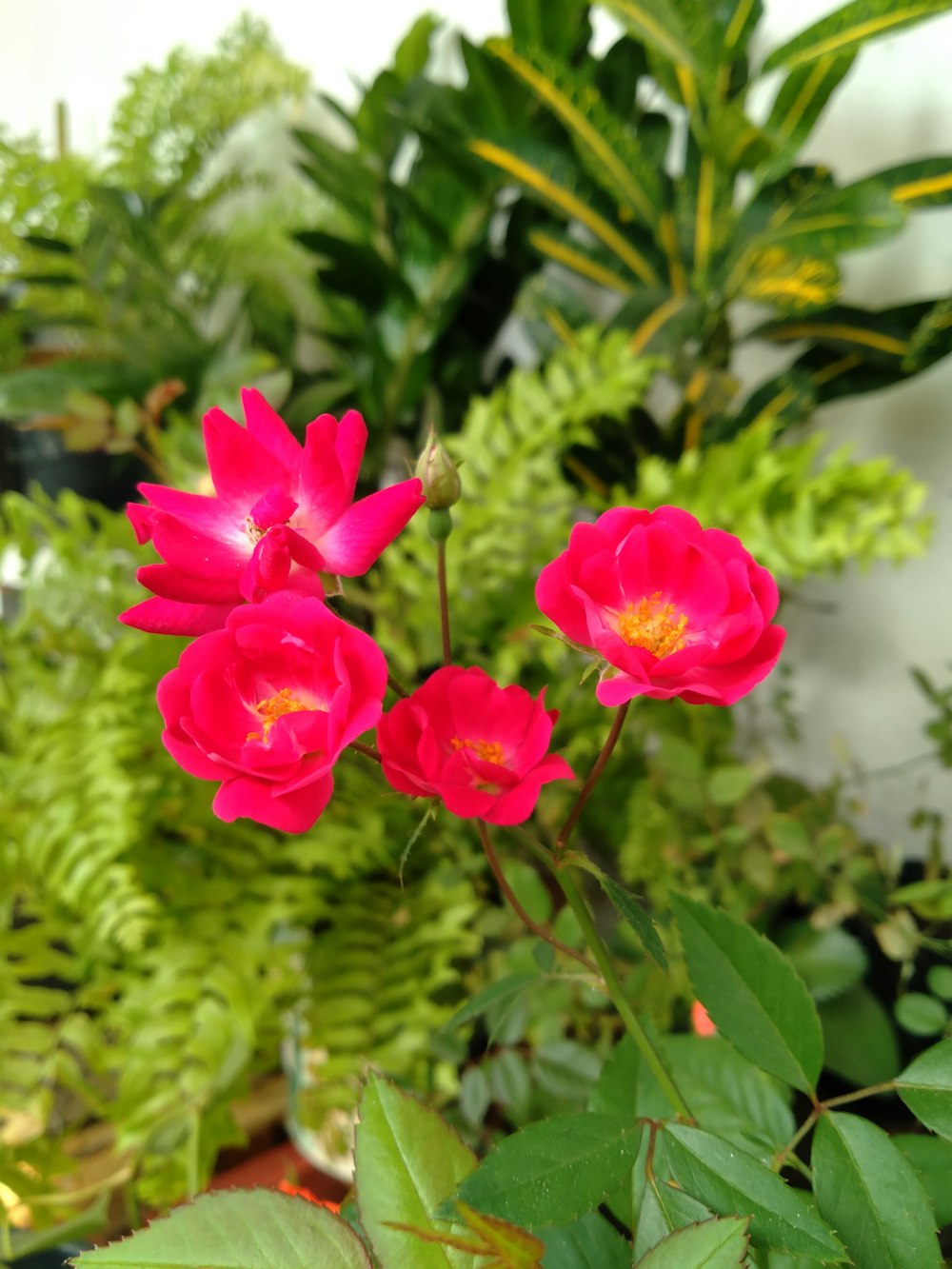 a group of pink flowers