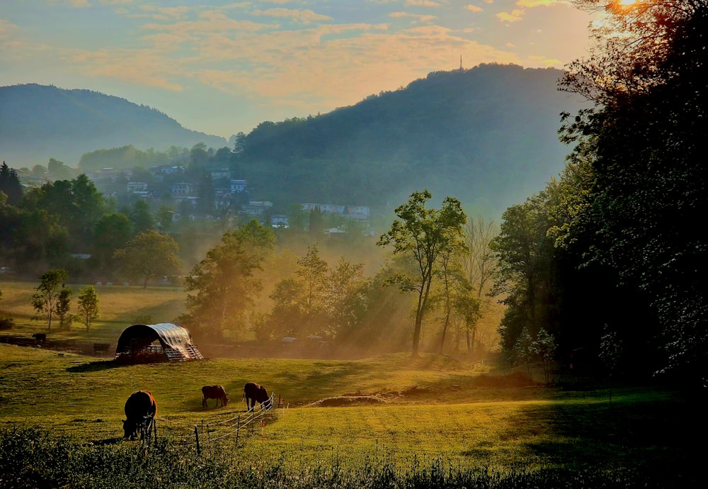 cows grazing in a field