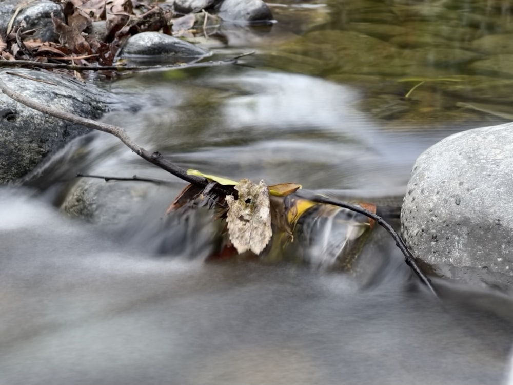 a spider on a branch