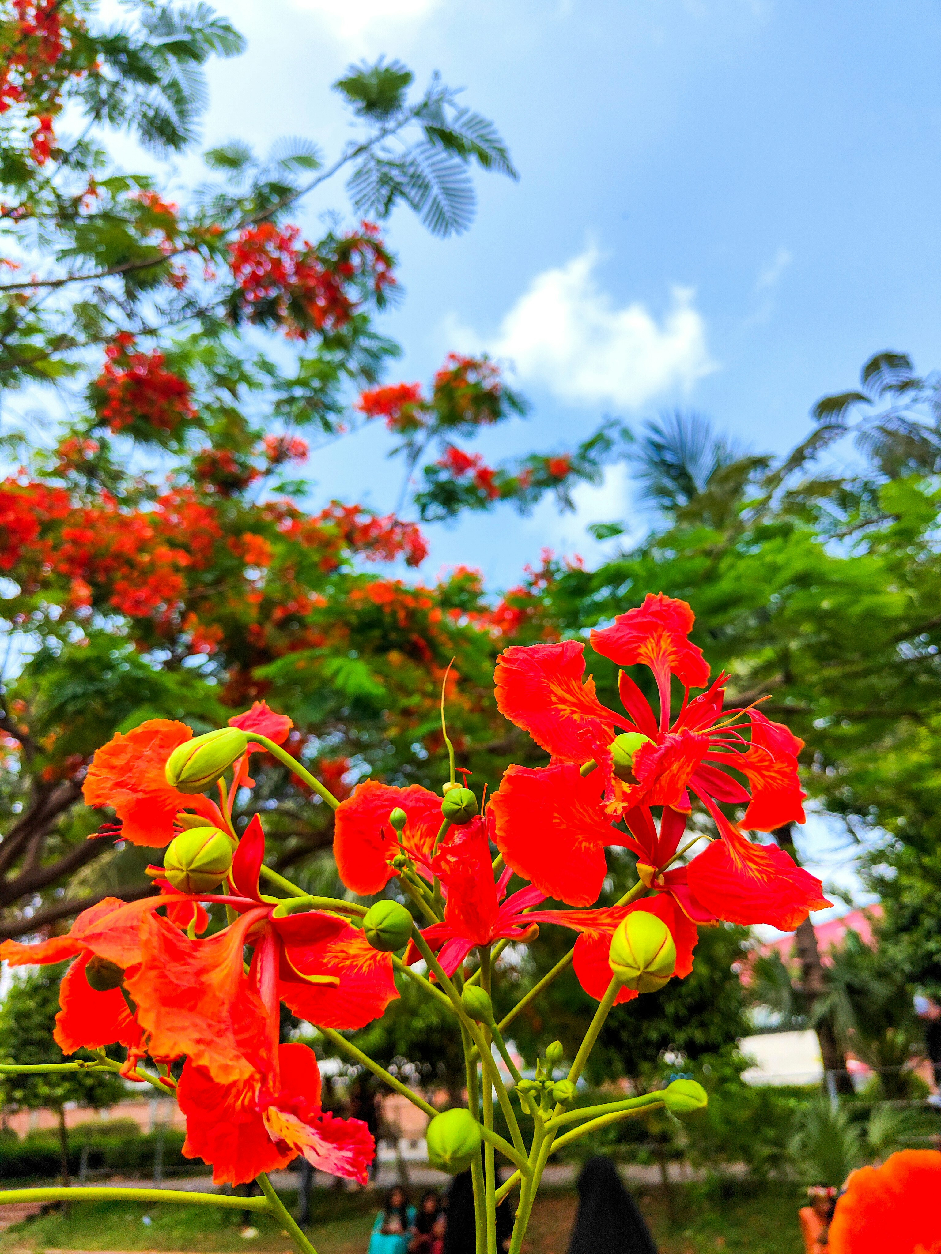 Photo by ideaz_sabbir