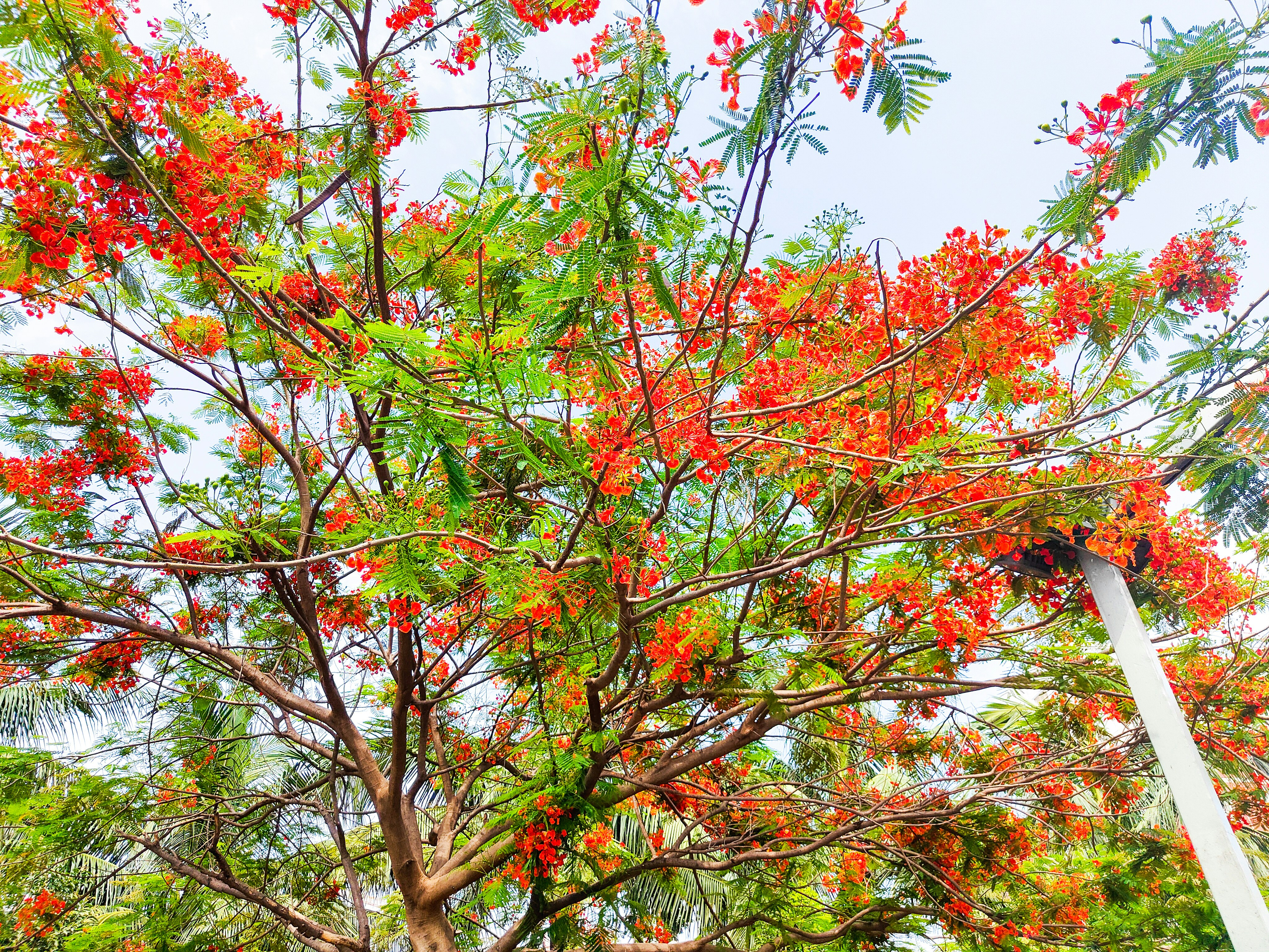 Photo by ideaz_sabbir