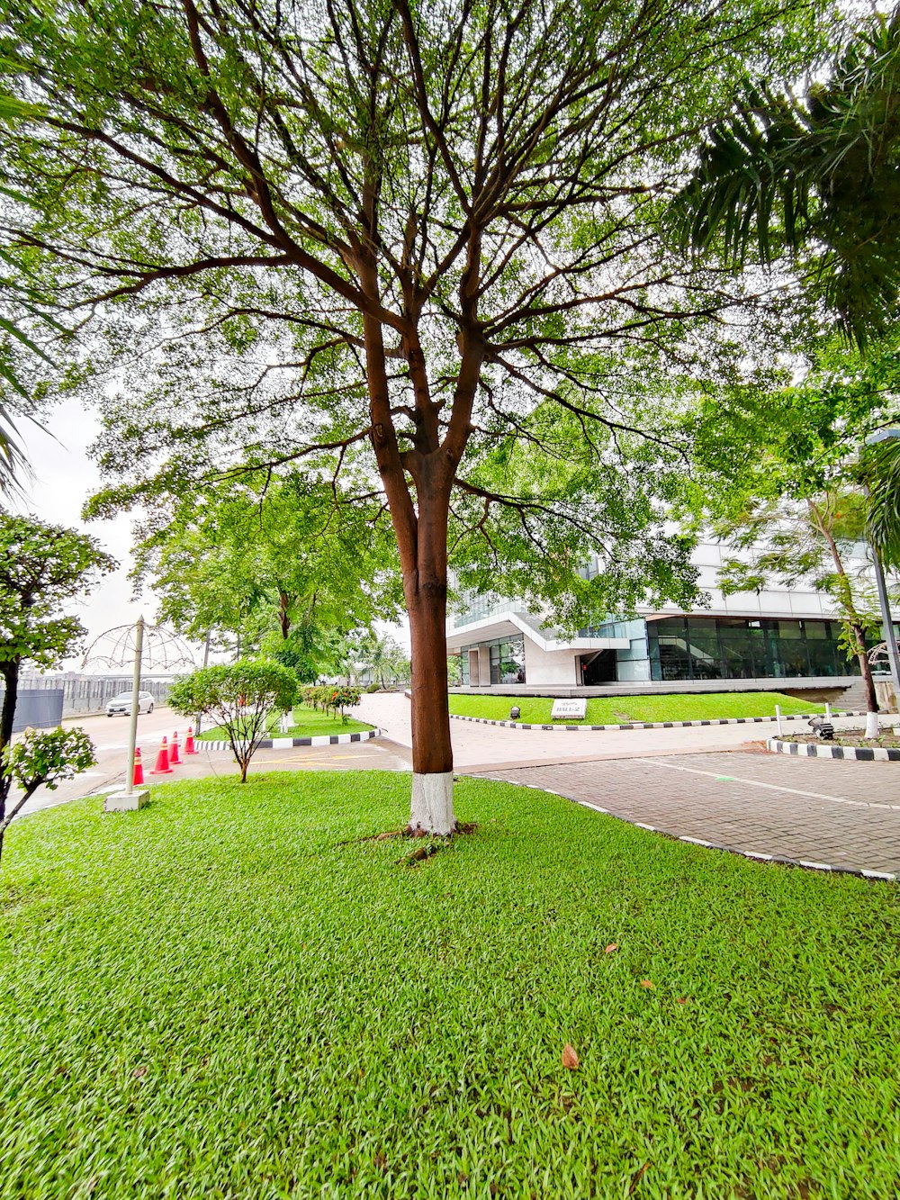 a tree in a park