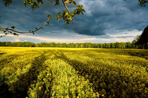 a field of yellow flowers