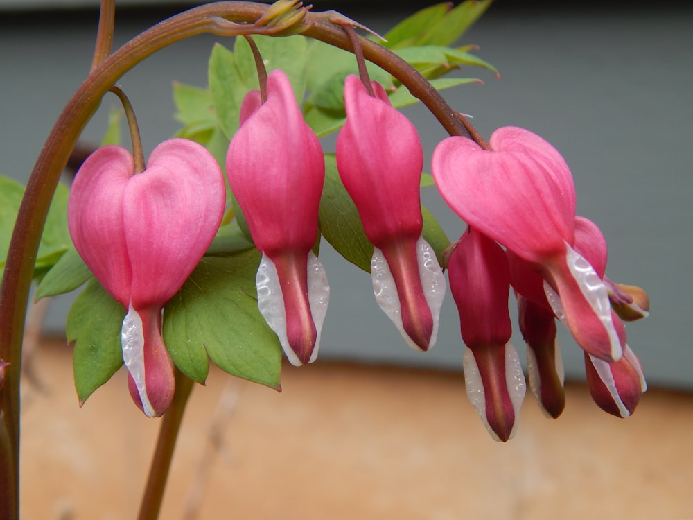 a close up of a flower