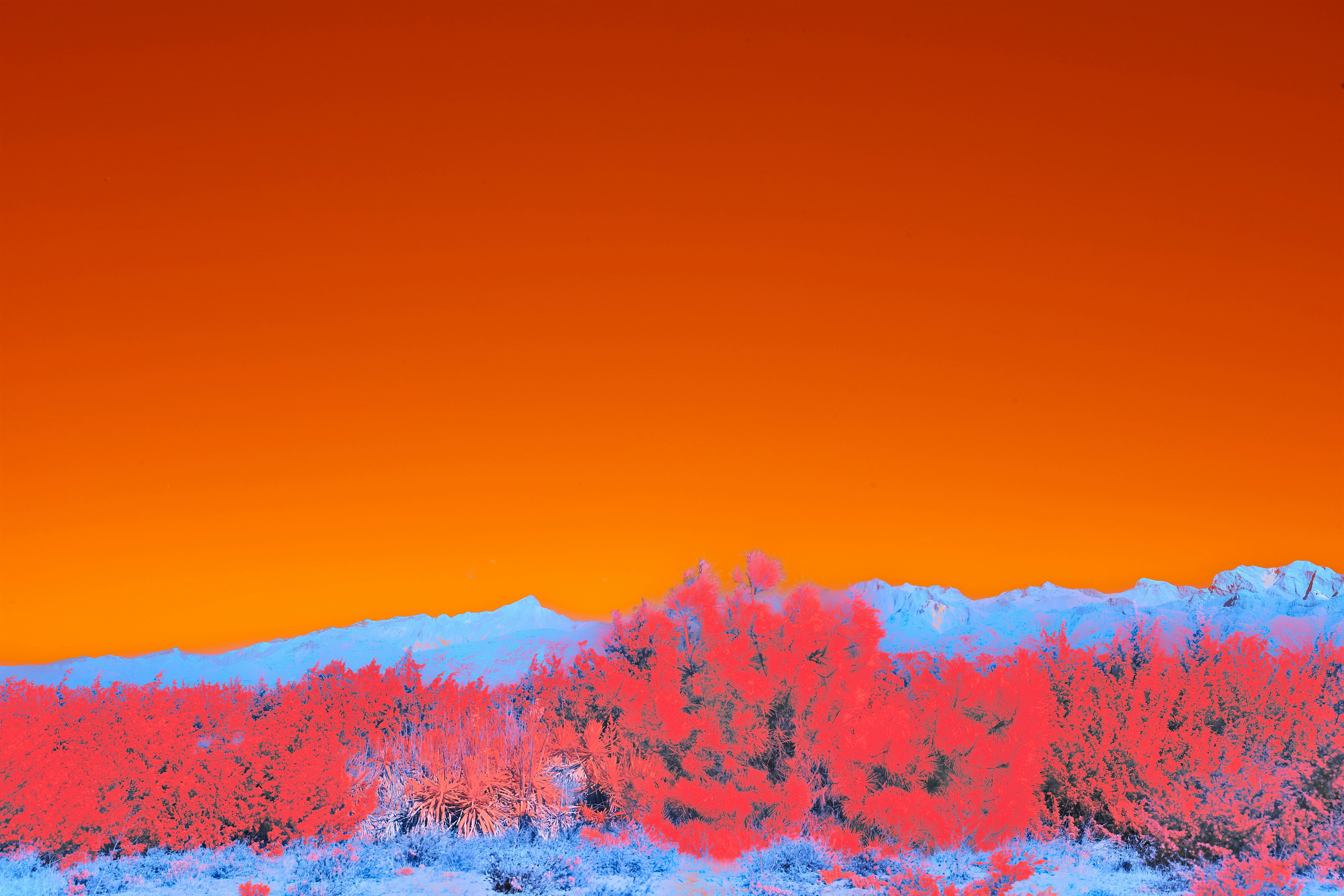 Photo by wolfgang_hasselmann