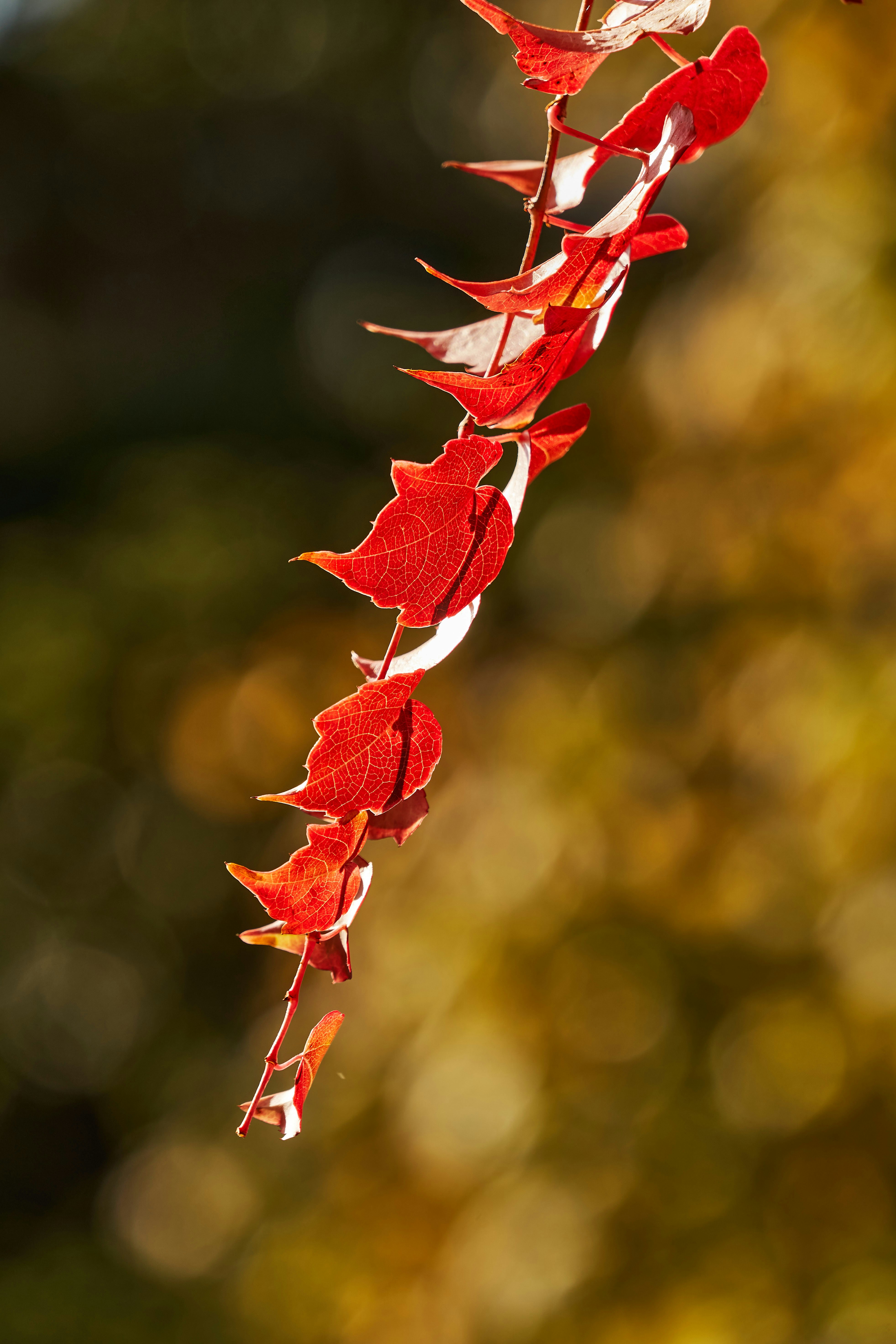 Photo by wolfgang_hasselmann