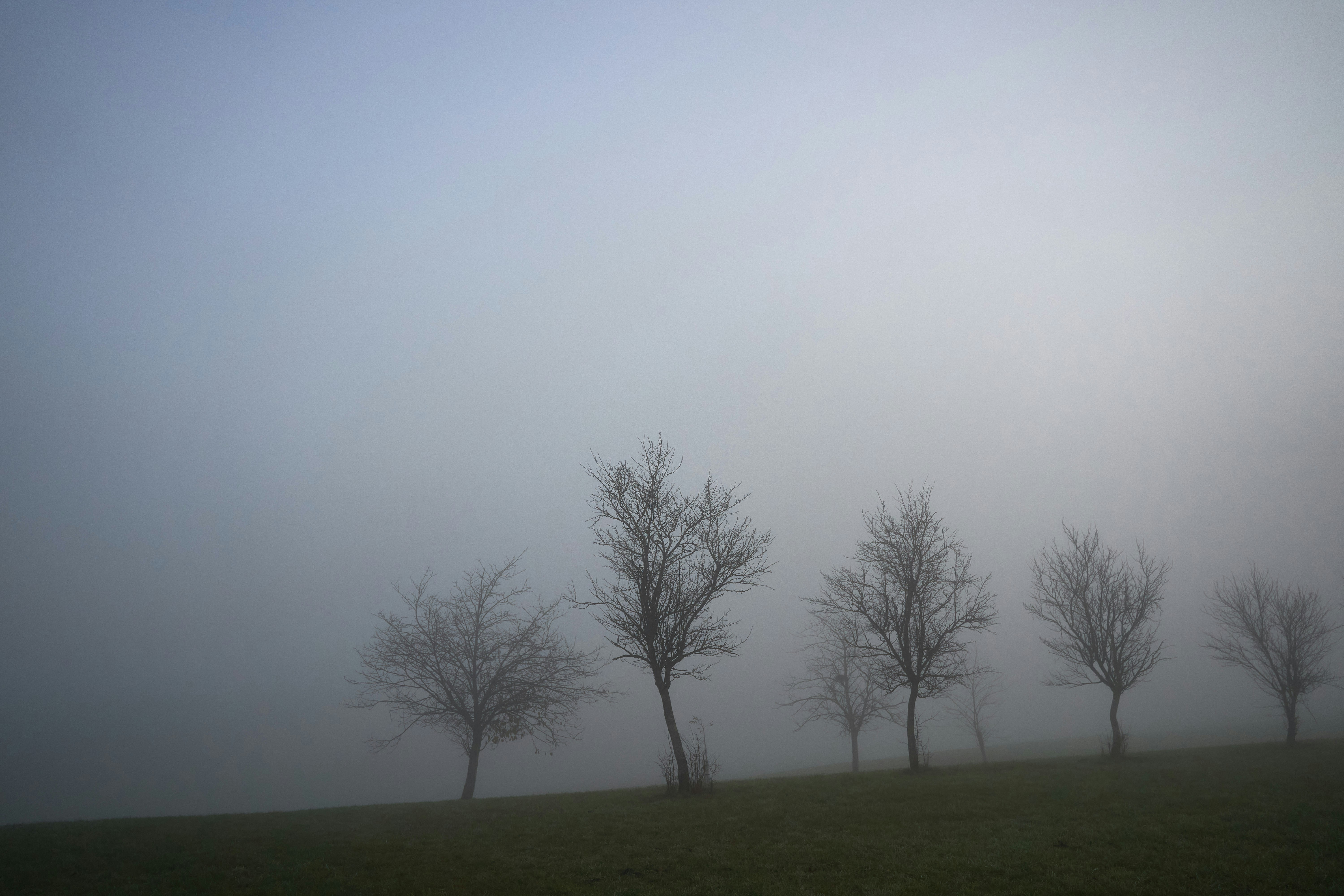 Photo by wolfgang_hasselmann