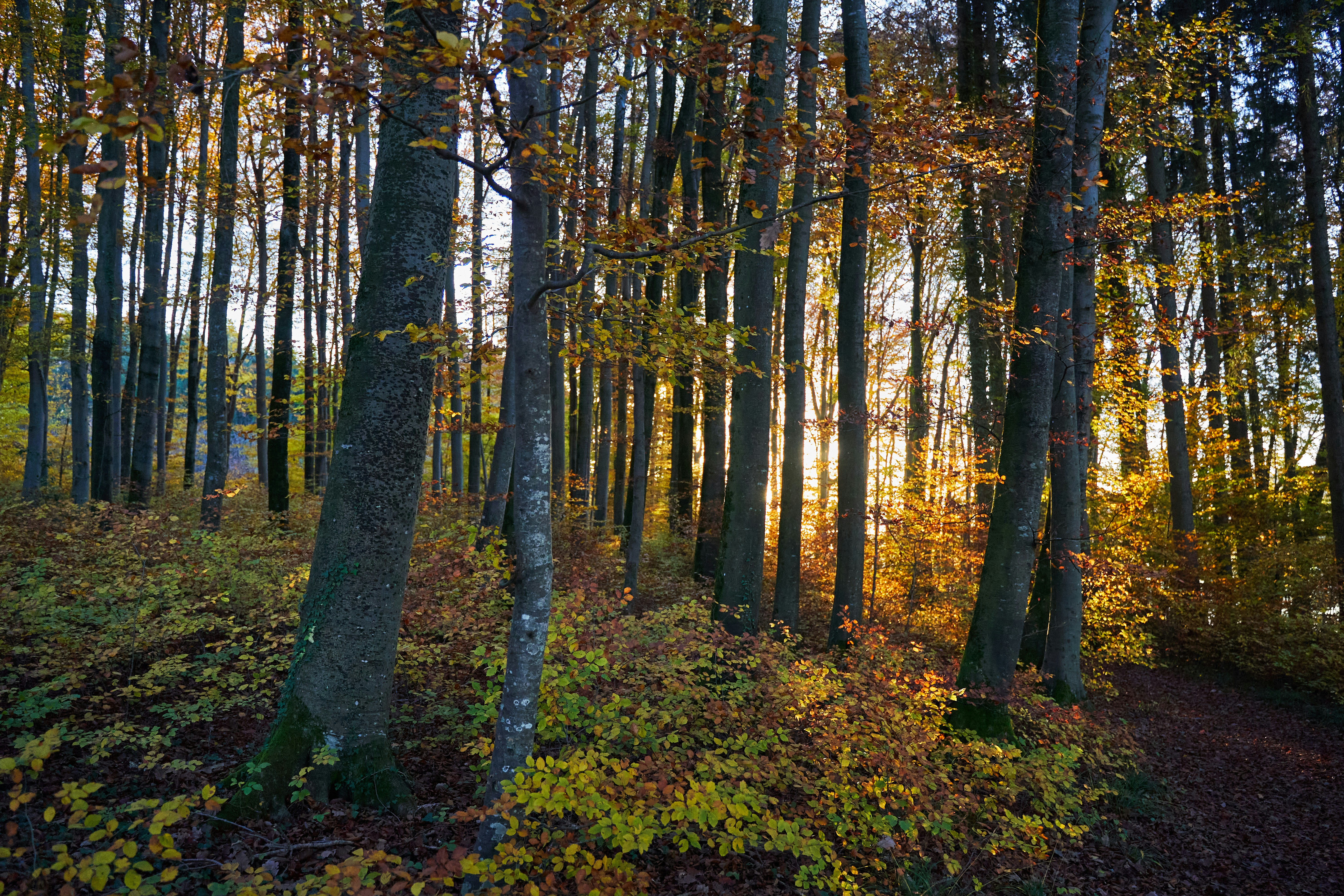 Photo by wolfgang_hasselmann