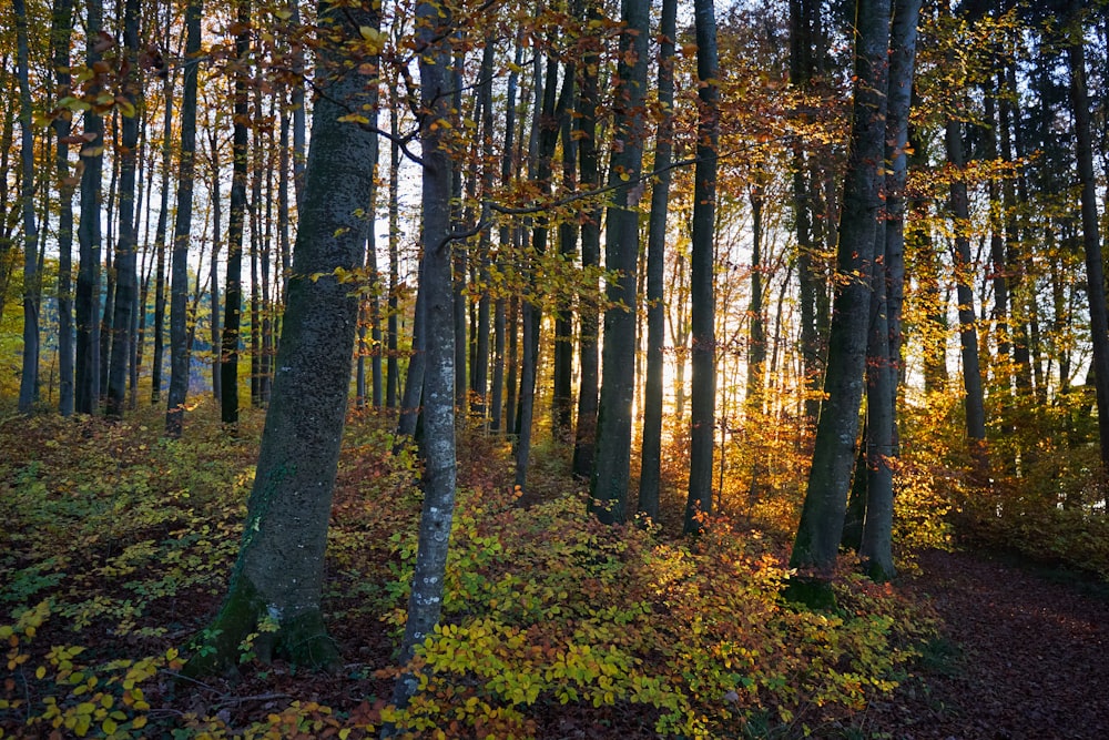 Un bosque de árboles con hojas amarillas