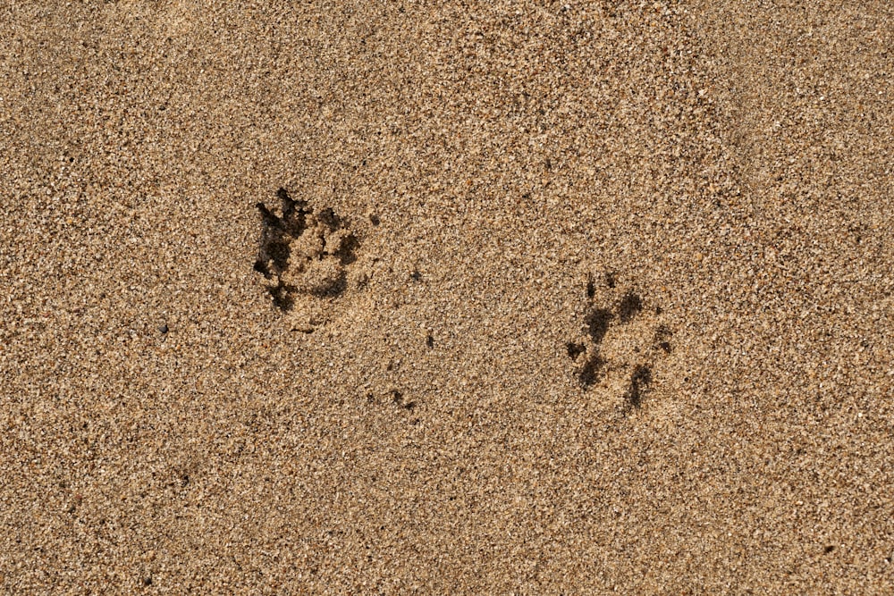 a close-up of a camel