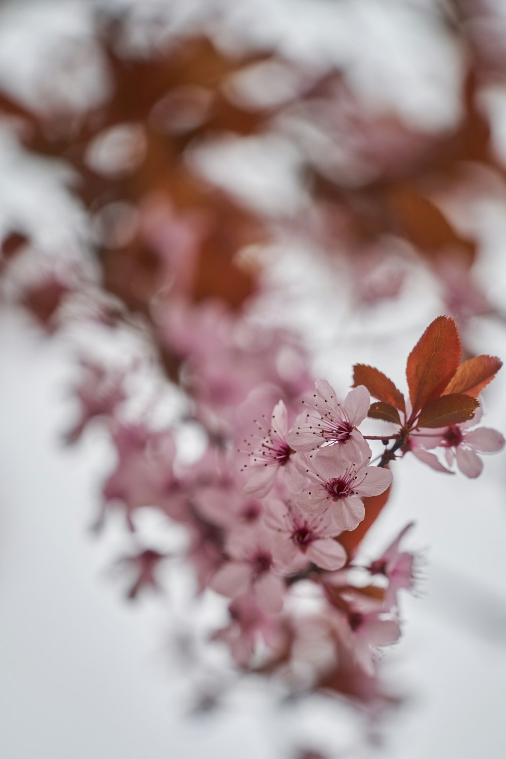 a close up of some flowers