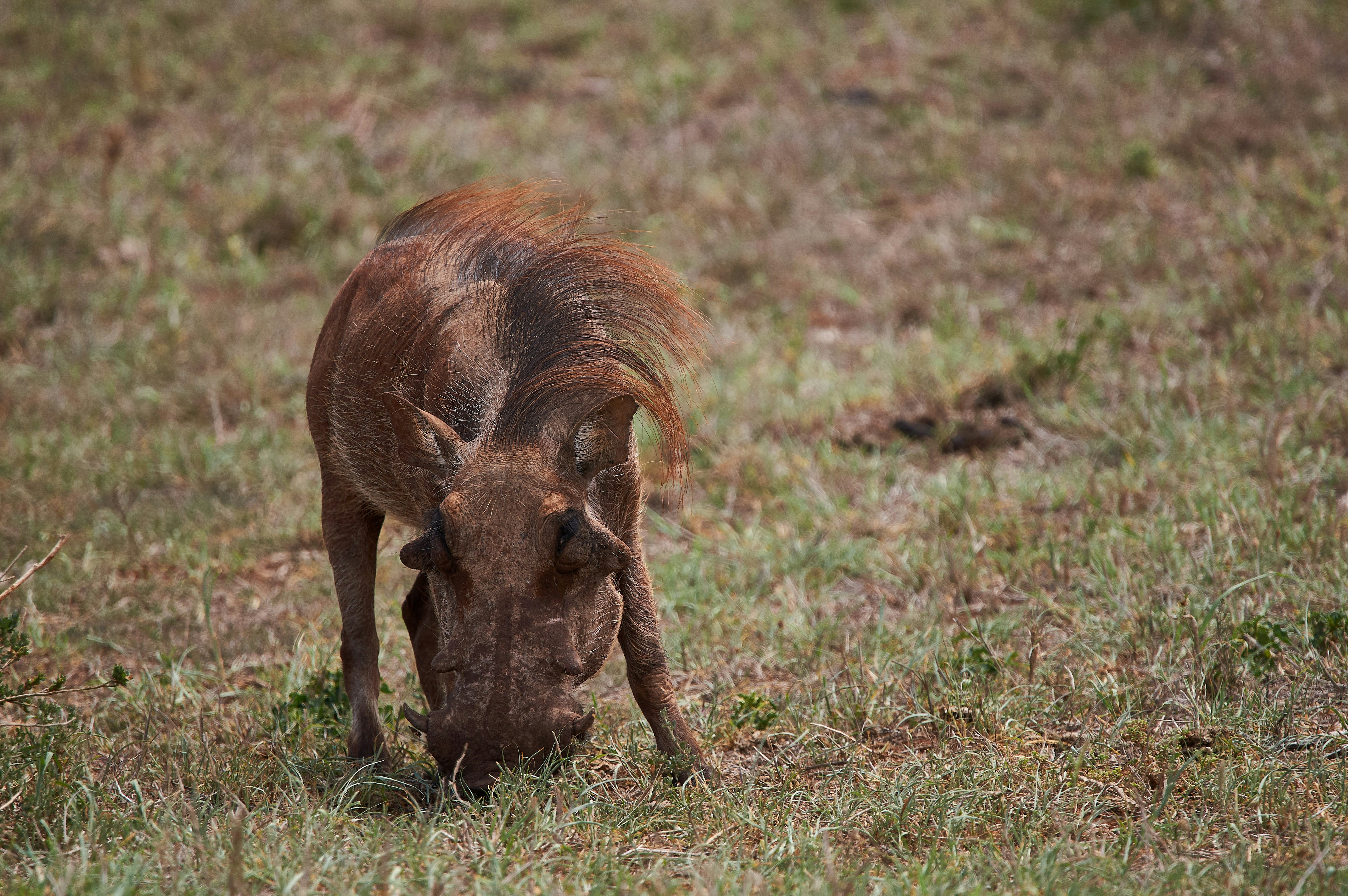 Photo by wolfgang_hasselmann