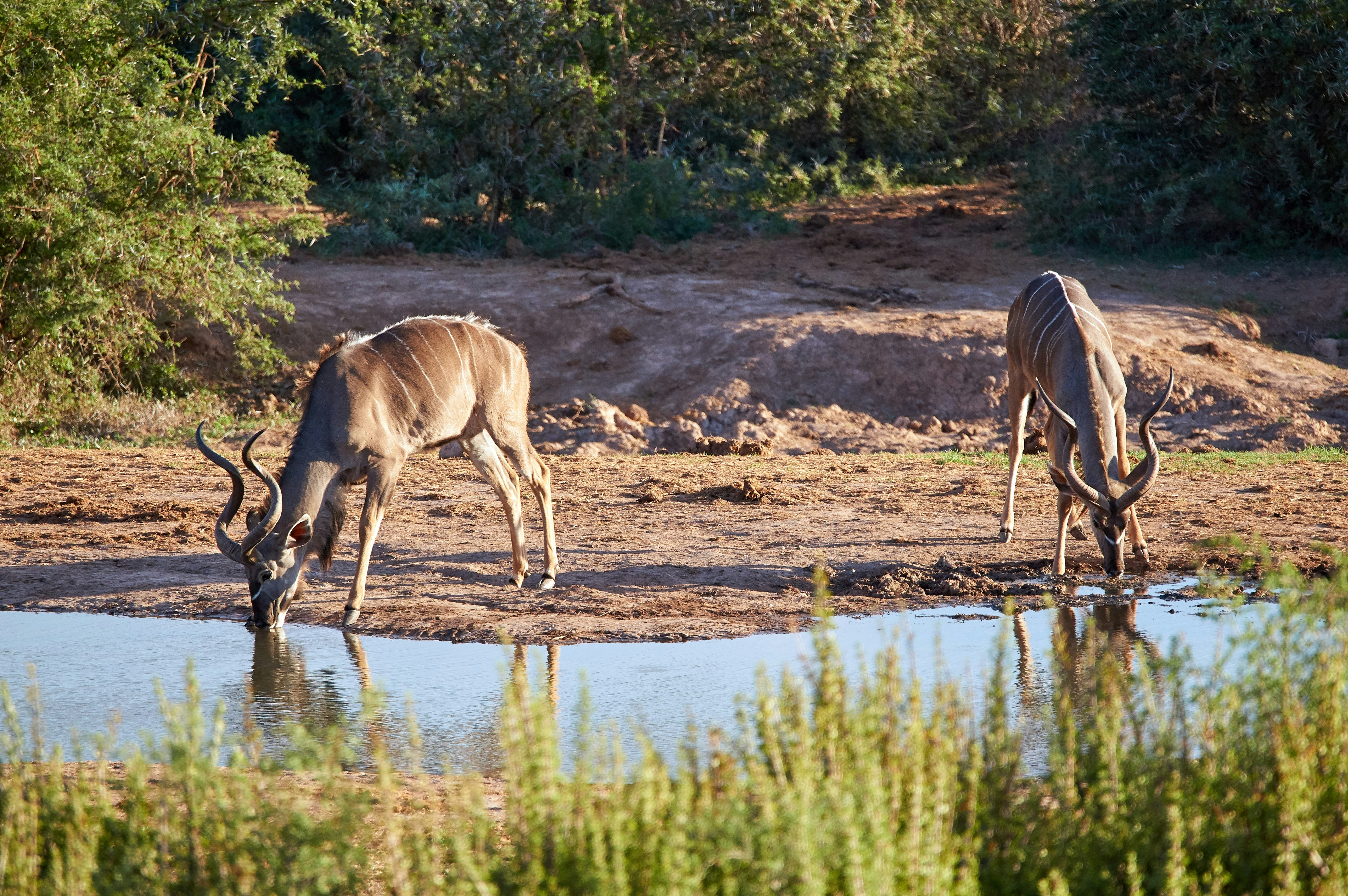 Photo by wolfgang_hasselmann